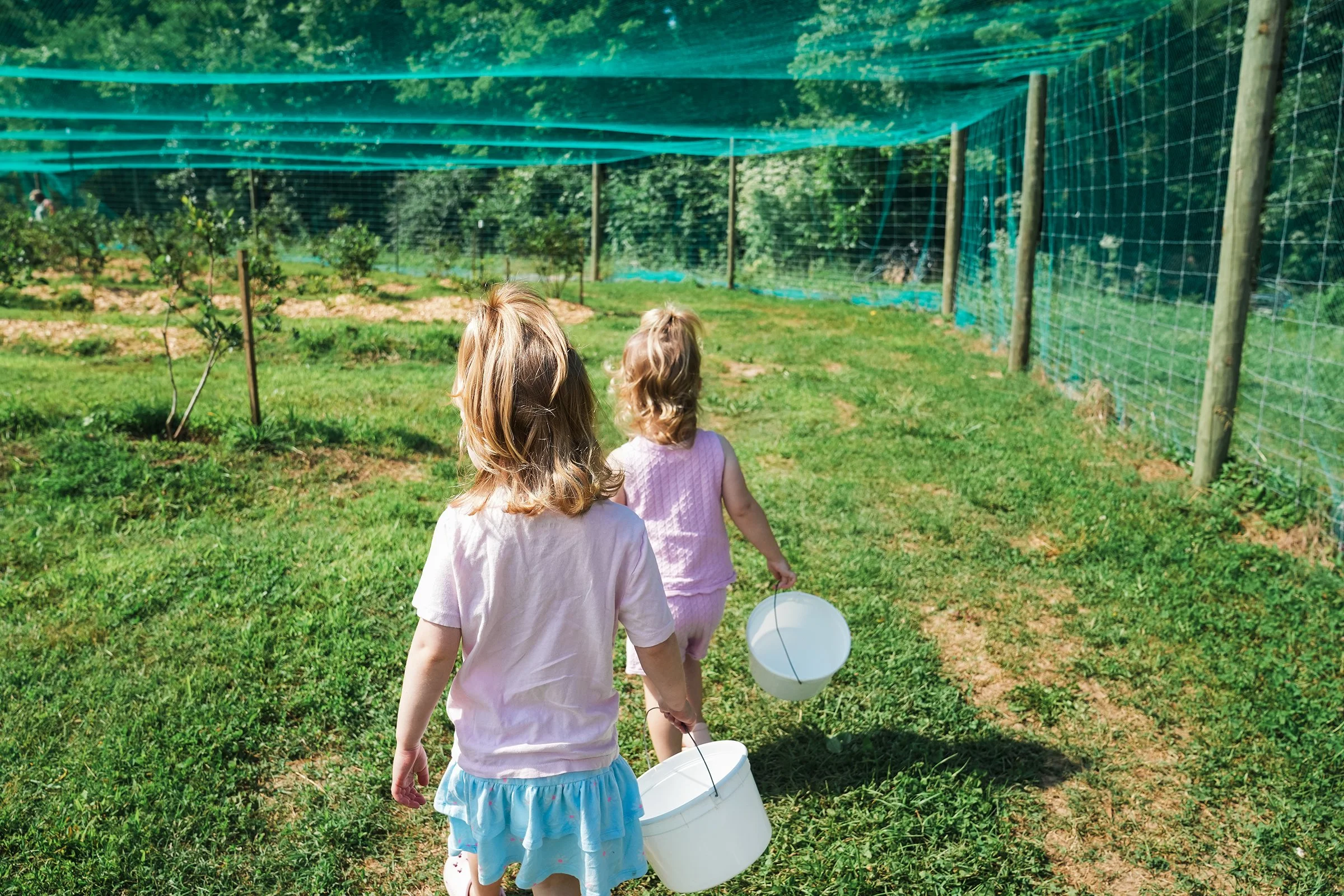 20260605_Blueberries_0210e2.jpg
