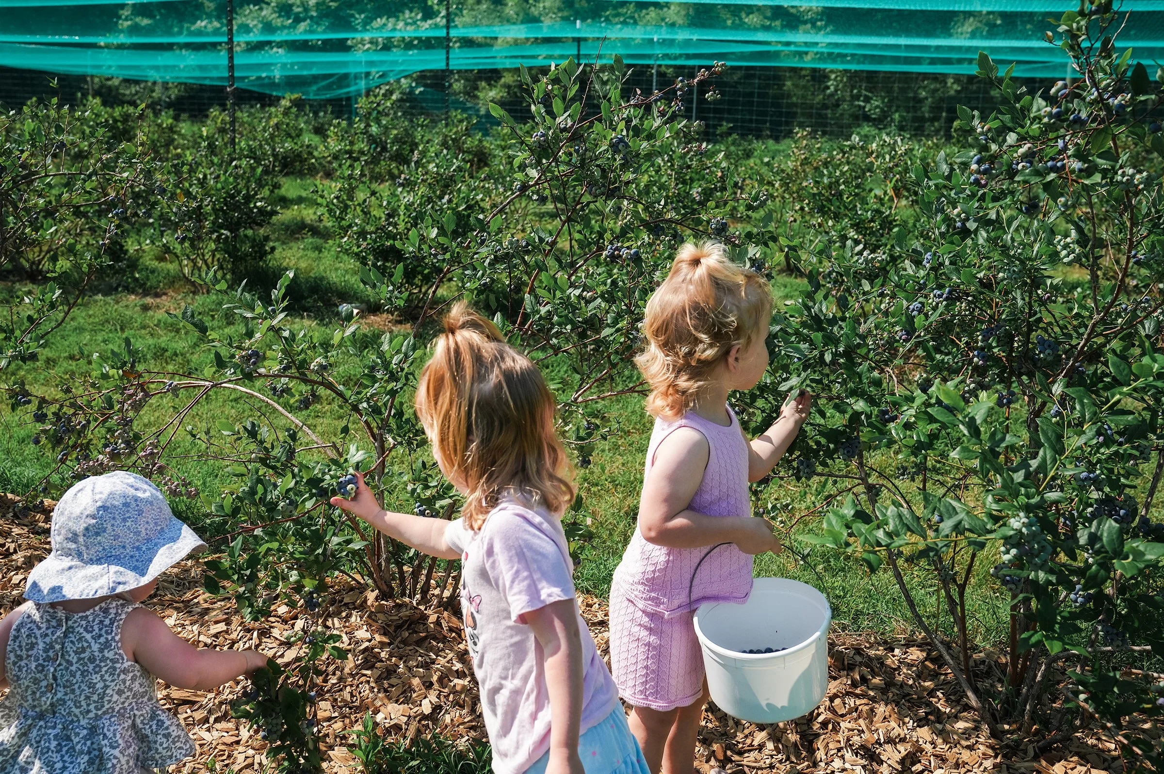 20260605_Blueberries_0424e2.jpg