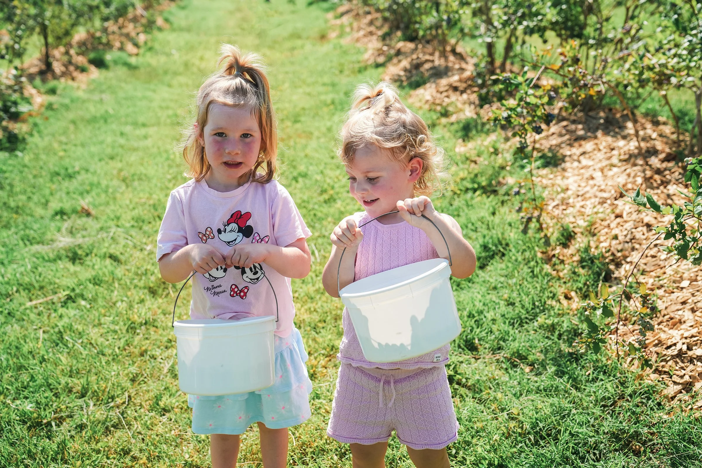 20260605_Blueberries_0585e2.jpg