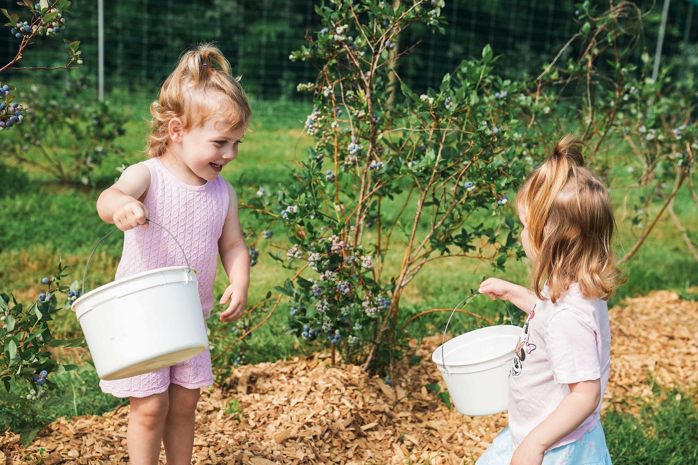 20260605_Blueberries_0376e2.jpg