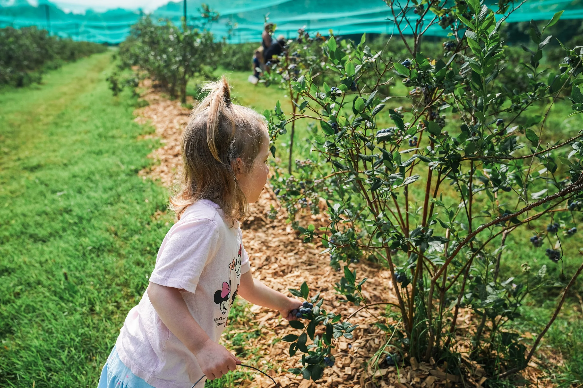 20260605_Blueberries_0307e2.jpg