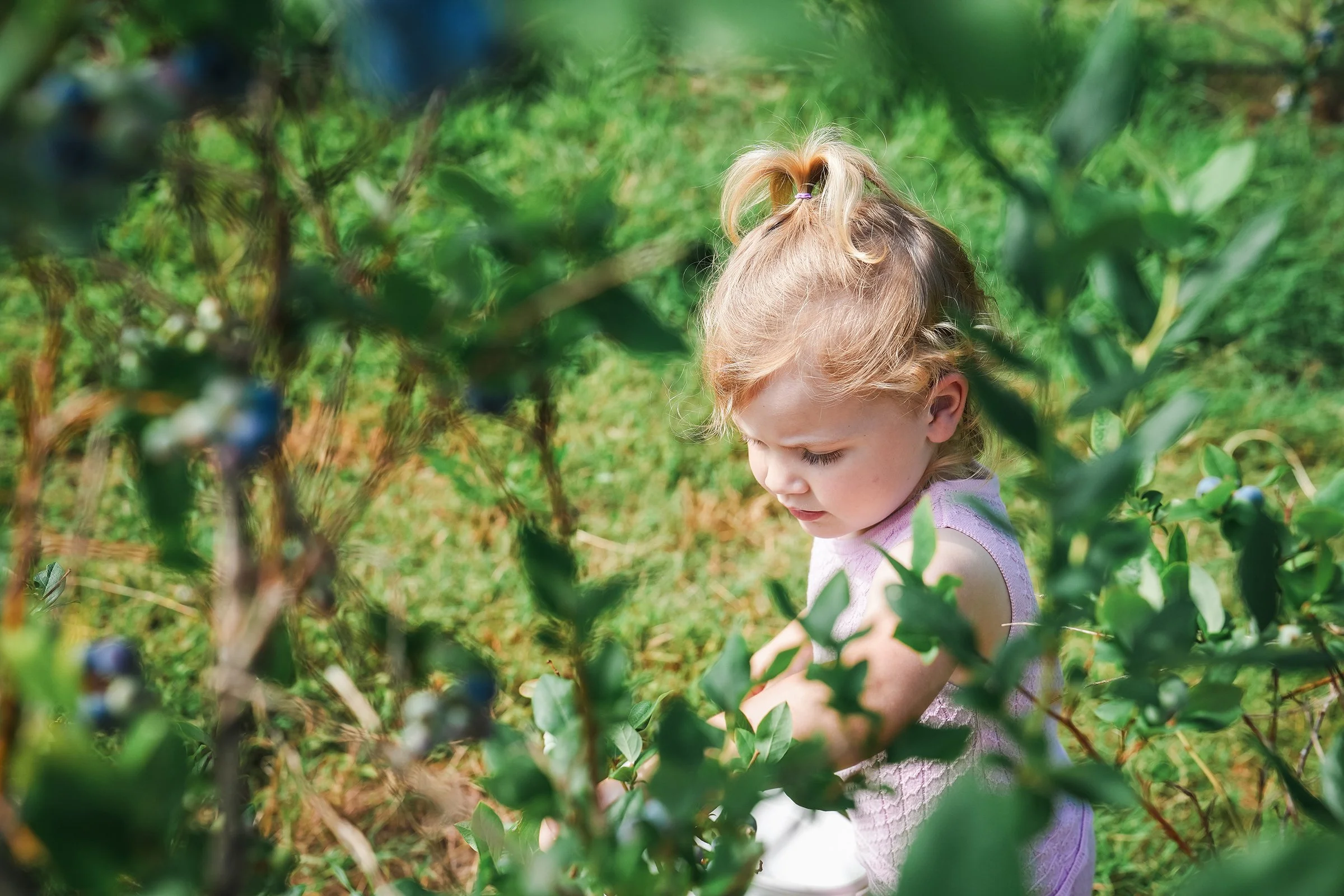 20260605_Blueberries_0351e2.jpg