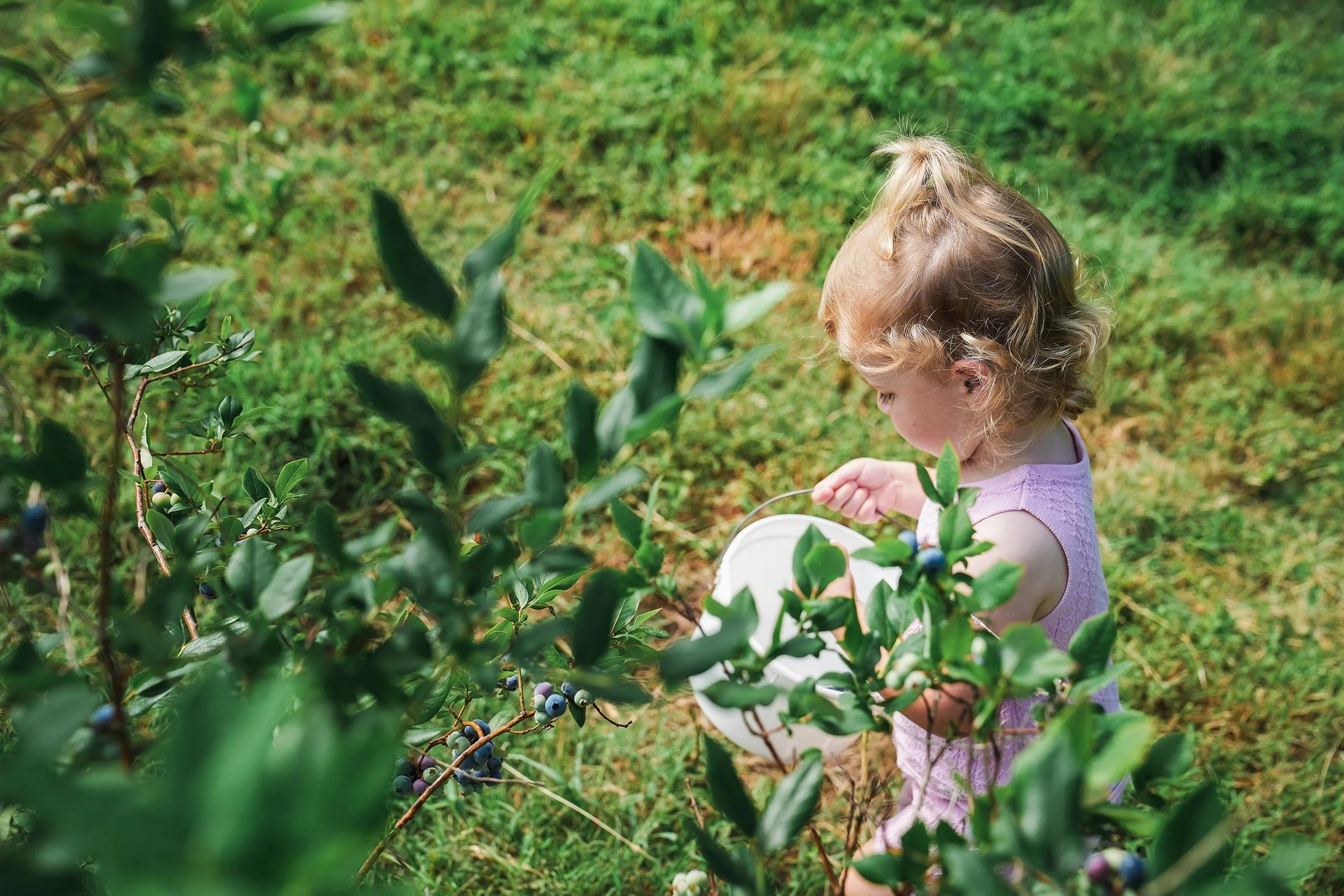 20260605_Blueberries_0334e2.jpg