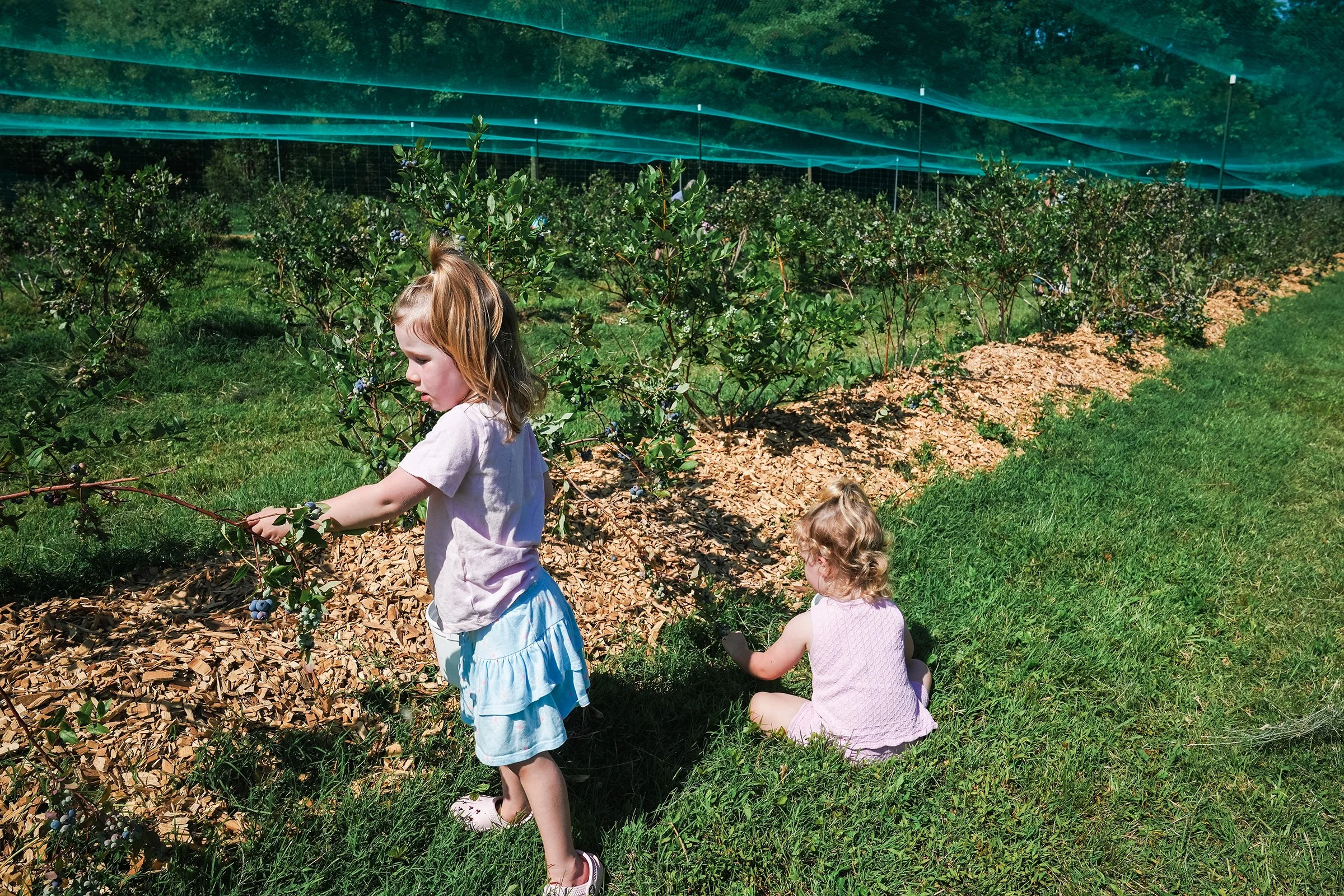 20260605_Blueberries_0551e2.jpg