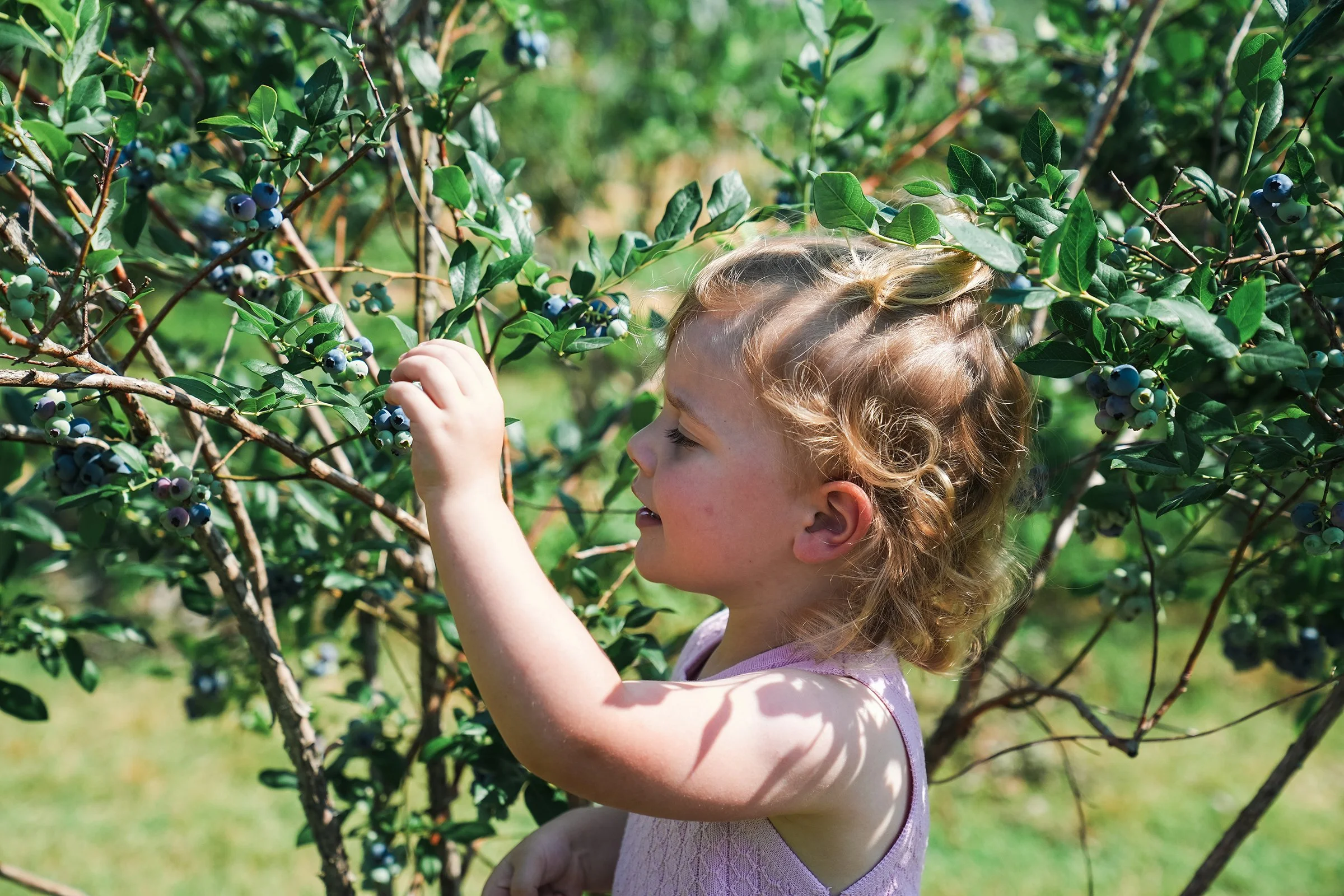20260605_Blueberries_0379e2.jpg