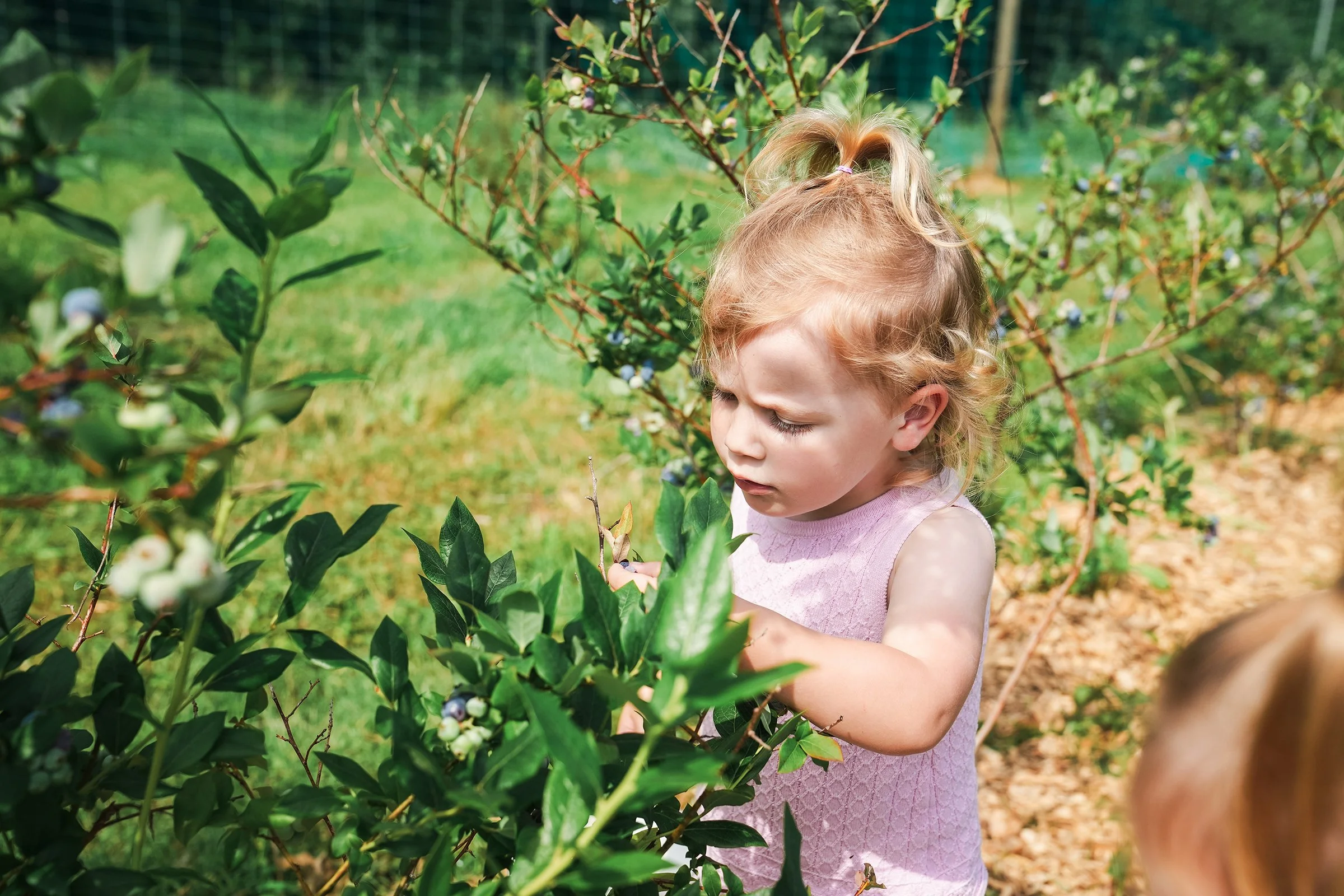 20260605_Blueberries_0289e2.jpg