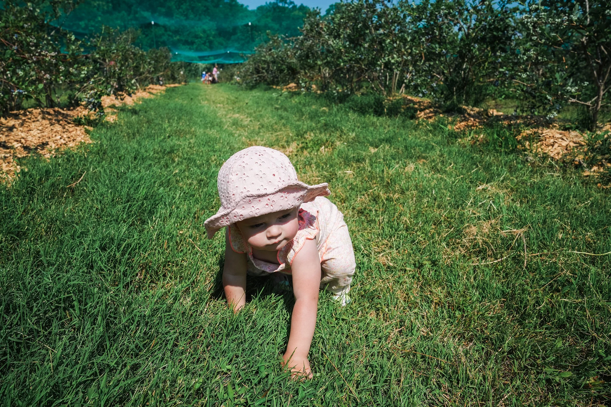 20260605_Blueberries_0510e2.jpg