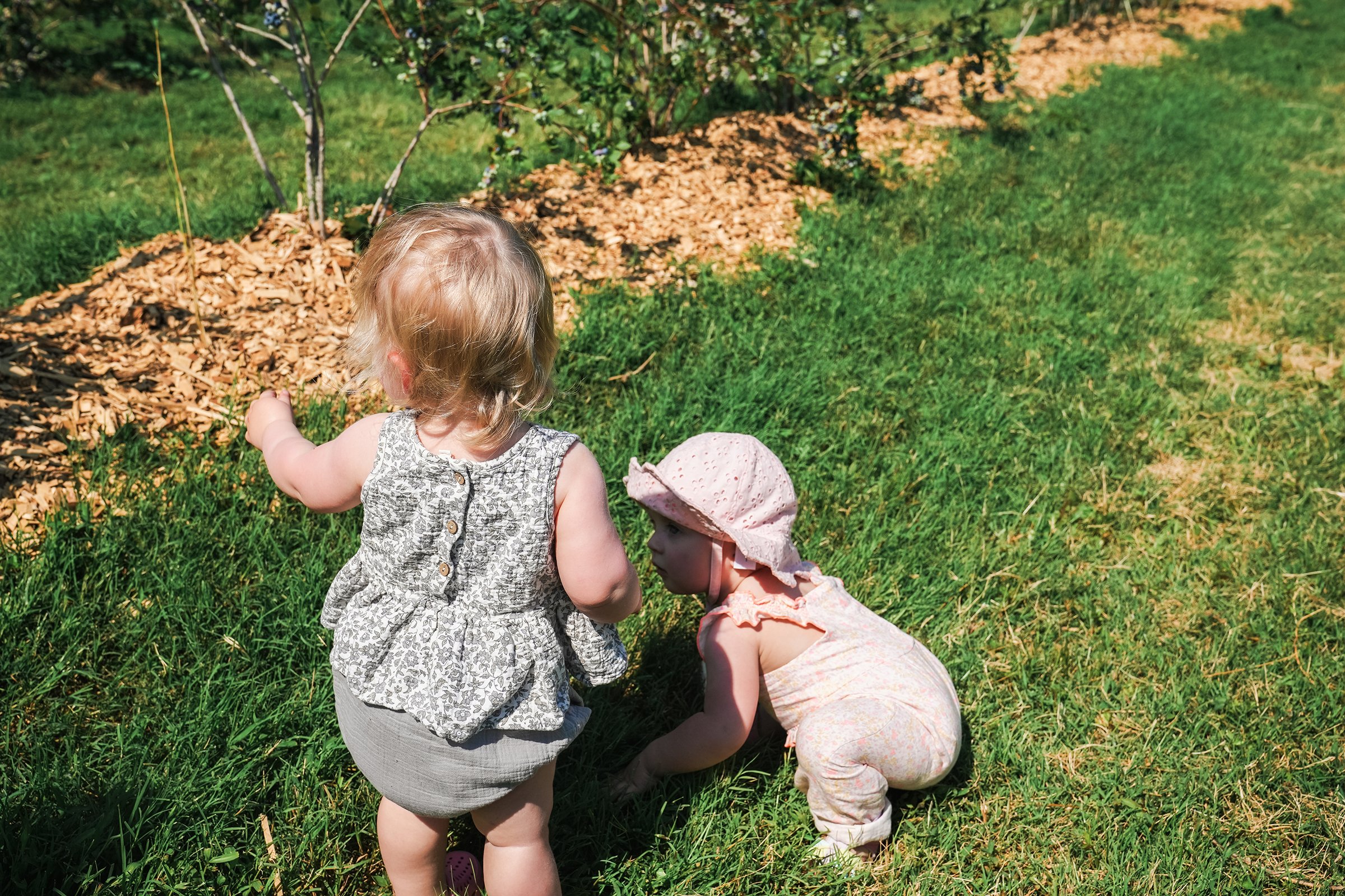 20260605_Blueberries_0529e2.jpg