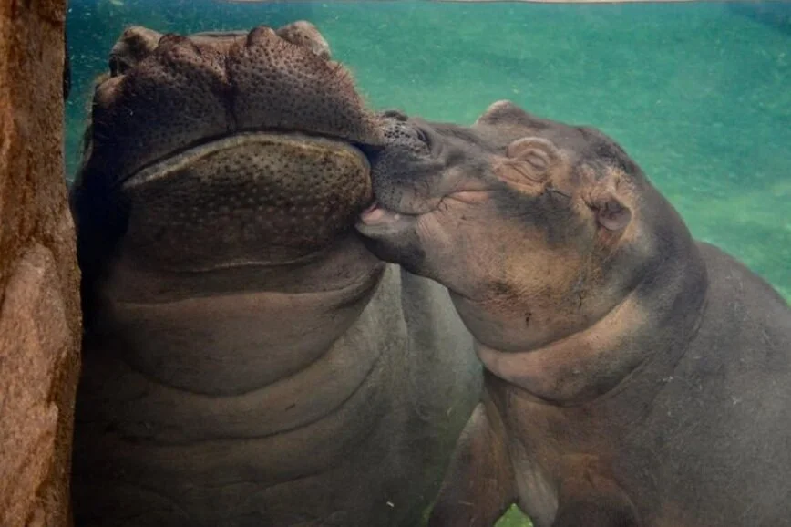 Hip Hippo Hooray