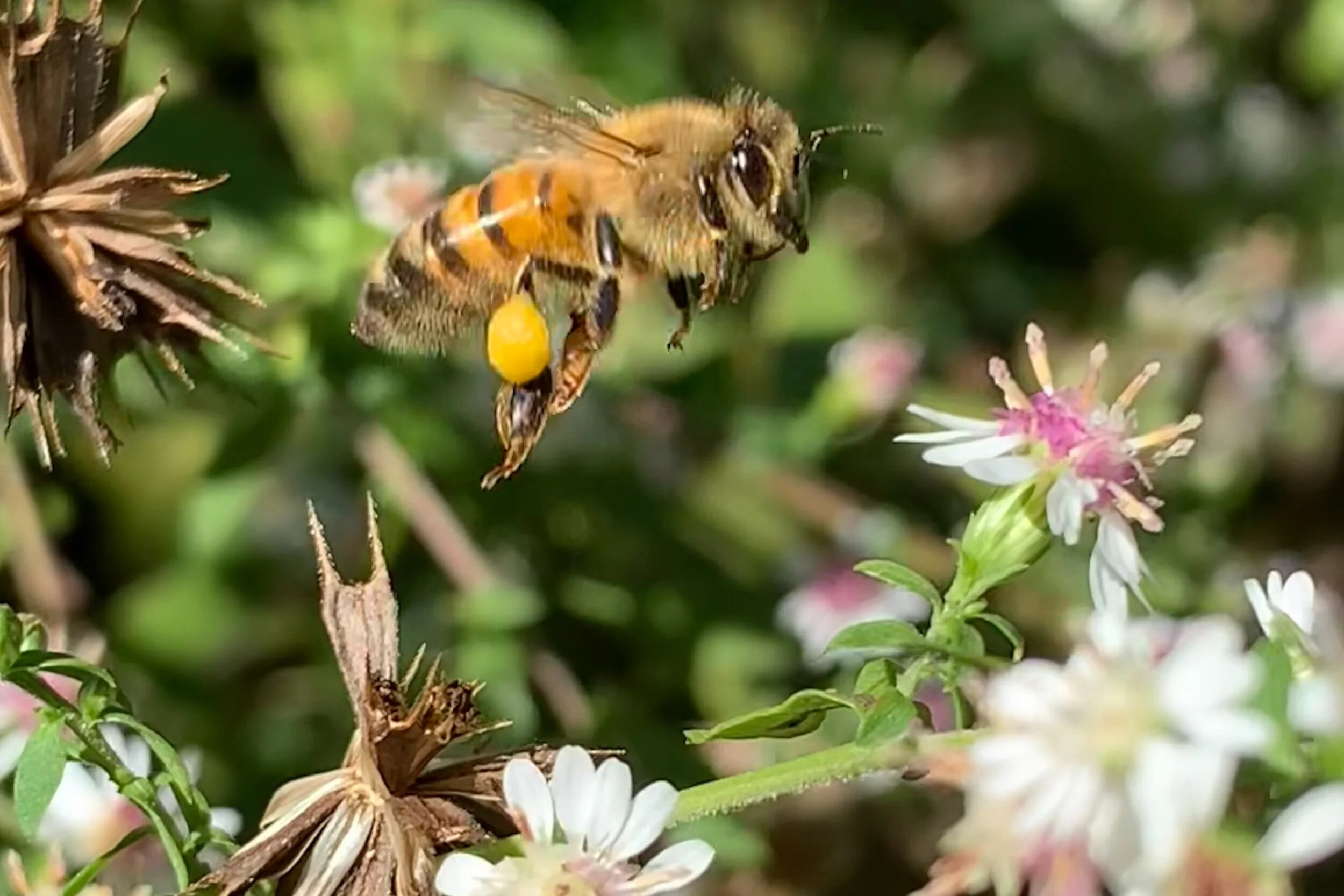 bee+flowers.jpg