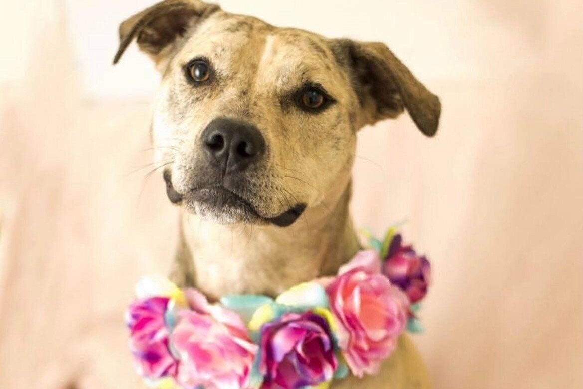 Pawsitive Thinking 