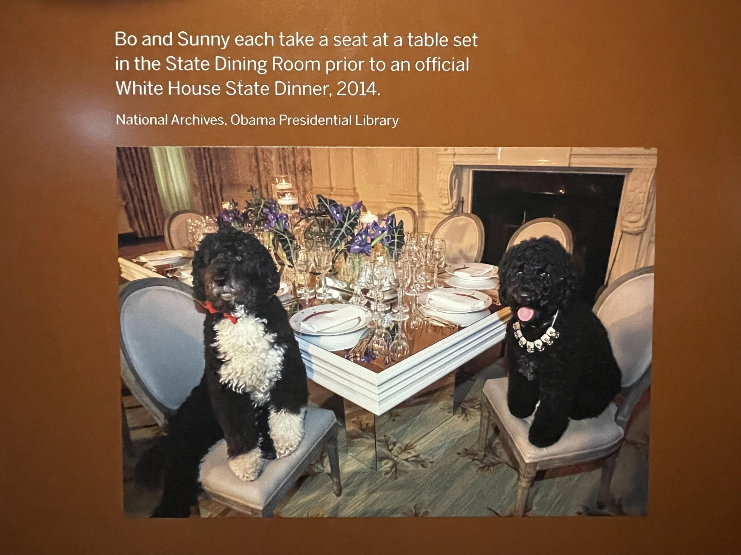 10 dogs.jpeg