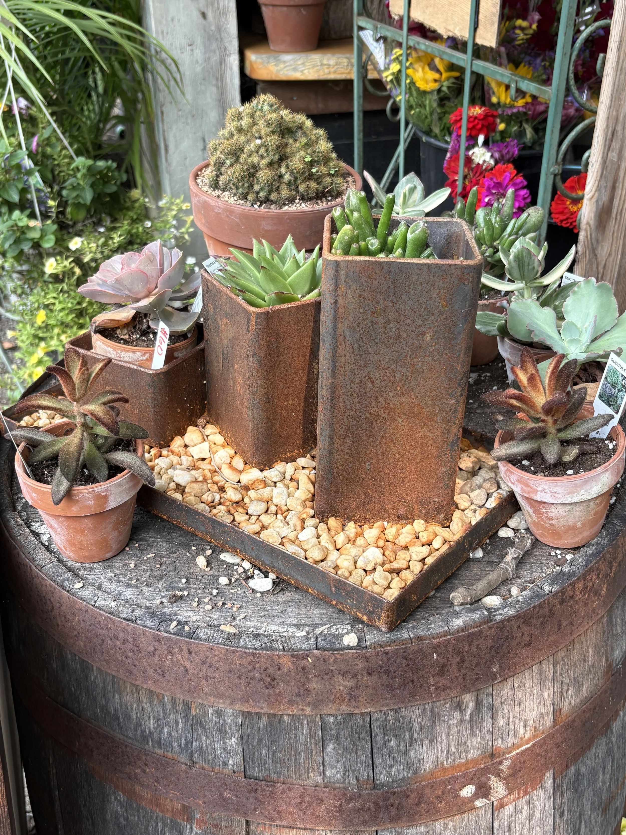 Various succulents in small pots and larger containers, placed on a rounded wooden surface with gravel, in a garden or nursery setting at New Roots by Ramsey's
