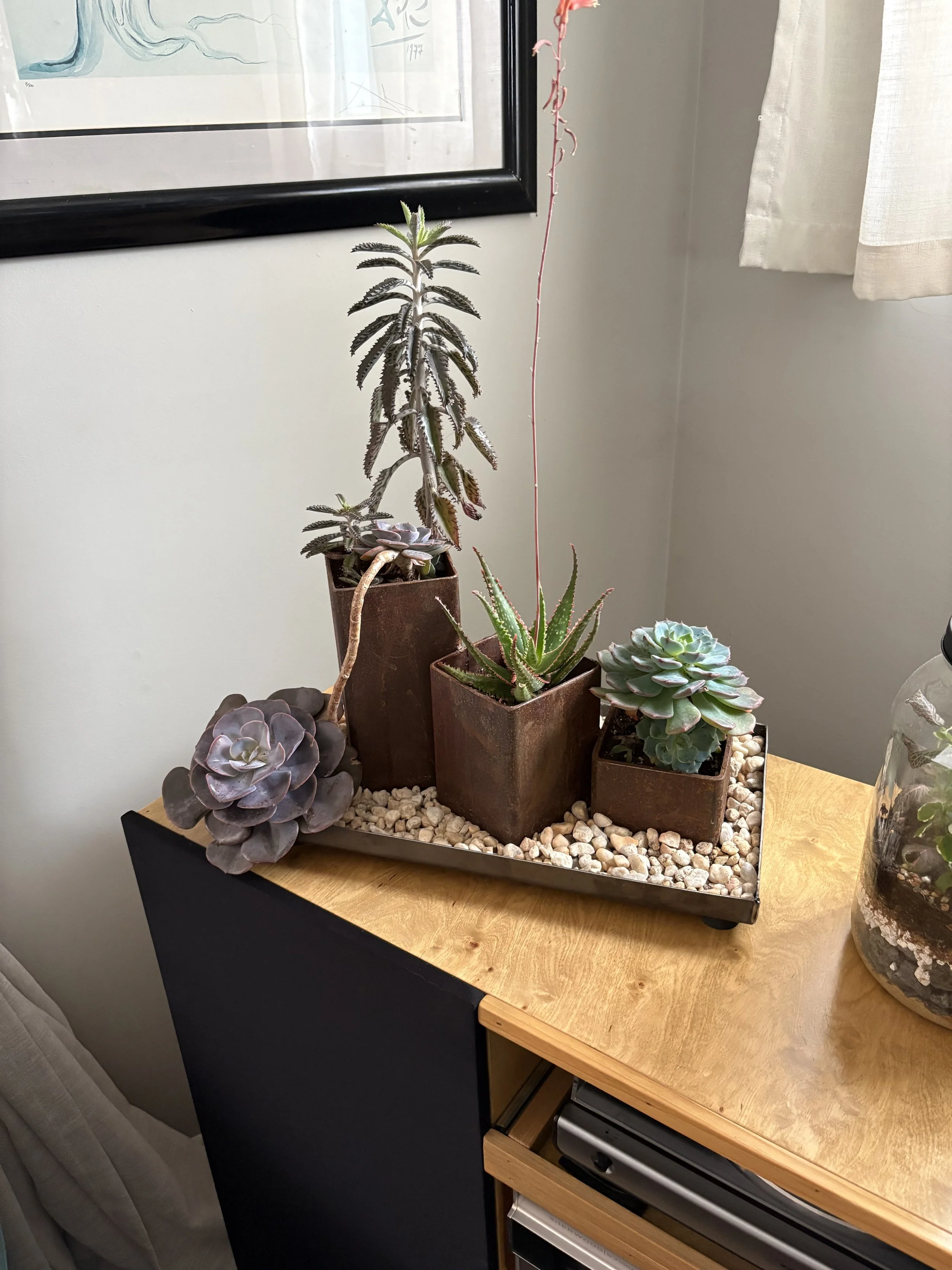 Indoor display of various potted succulent plants on a wooden table, with framed art on the wall and light-colored curtains in the background. The plants are in a metal planter