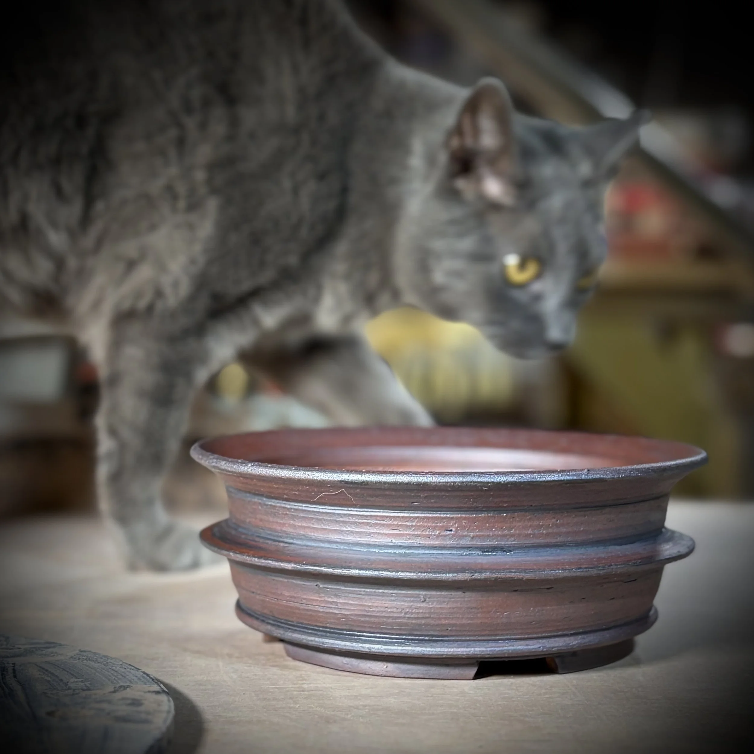 Close-up of round, multi-rimmed bonsai pot with earthy glaze, focusing on the textured edges.
