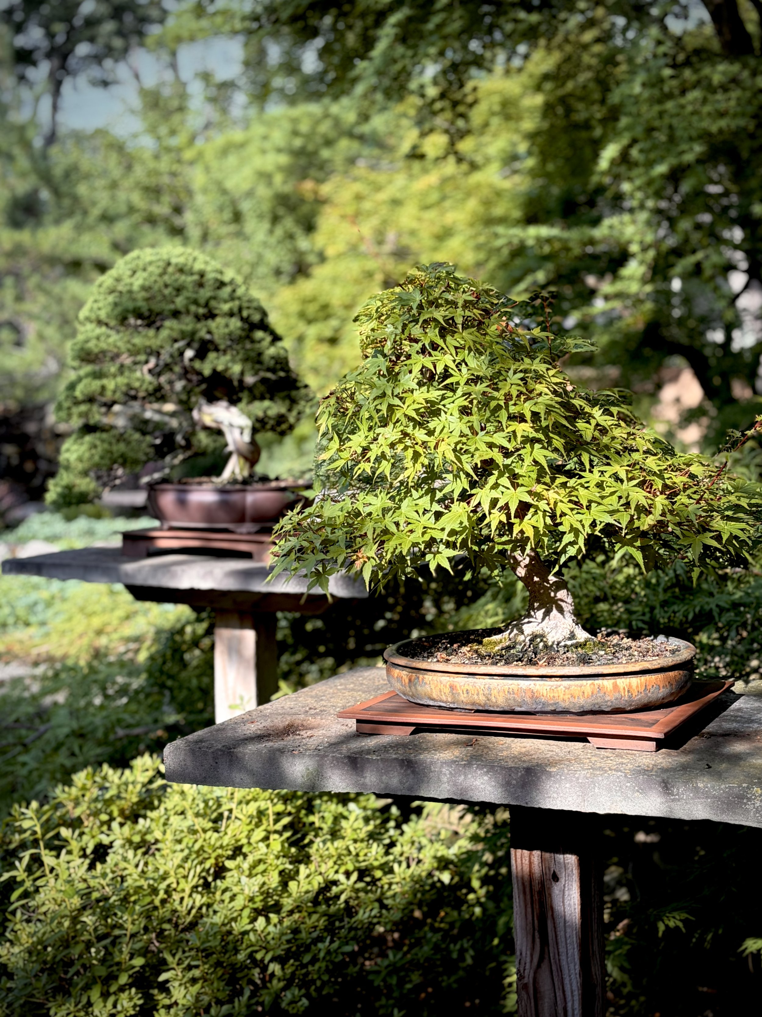 Several bonsai trees placed on wooden stands outdoors on a stone surface, with green foliage and trees in the background.