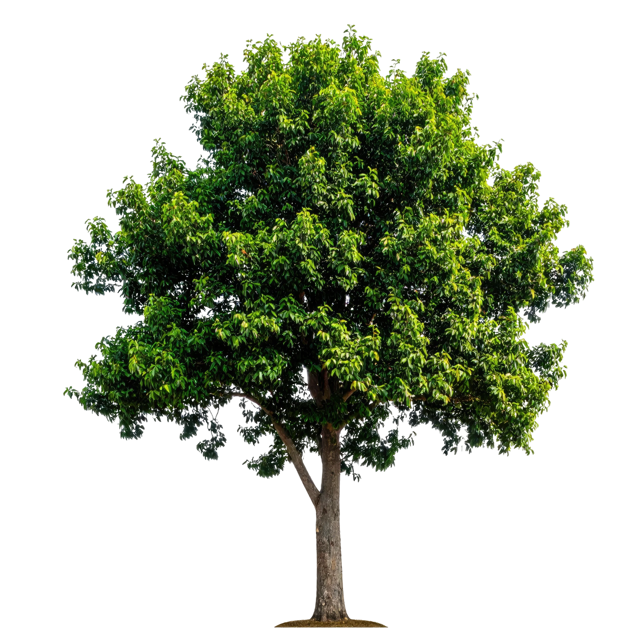 A tall deciduous tree with lush green leaves on a clear day.