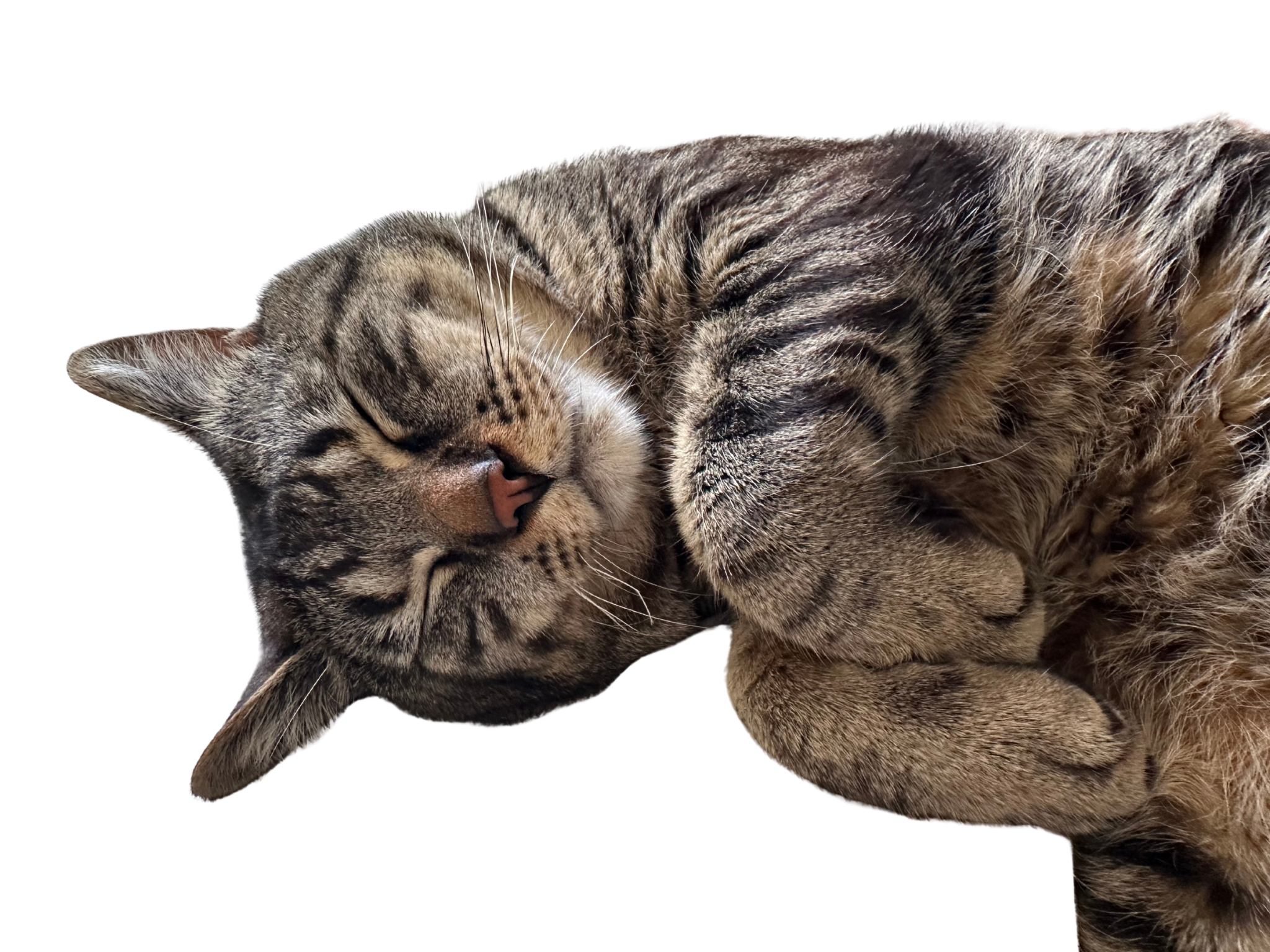 A sleeping tabby cat curled up on its side with its eyes closed, lying on a black background.