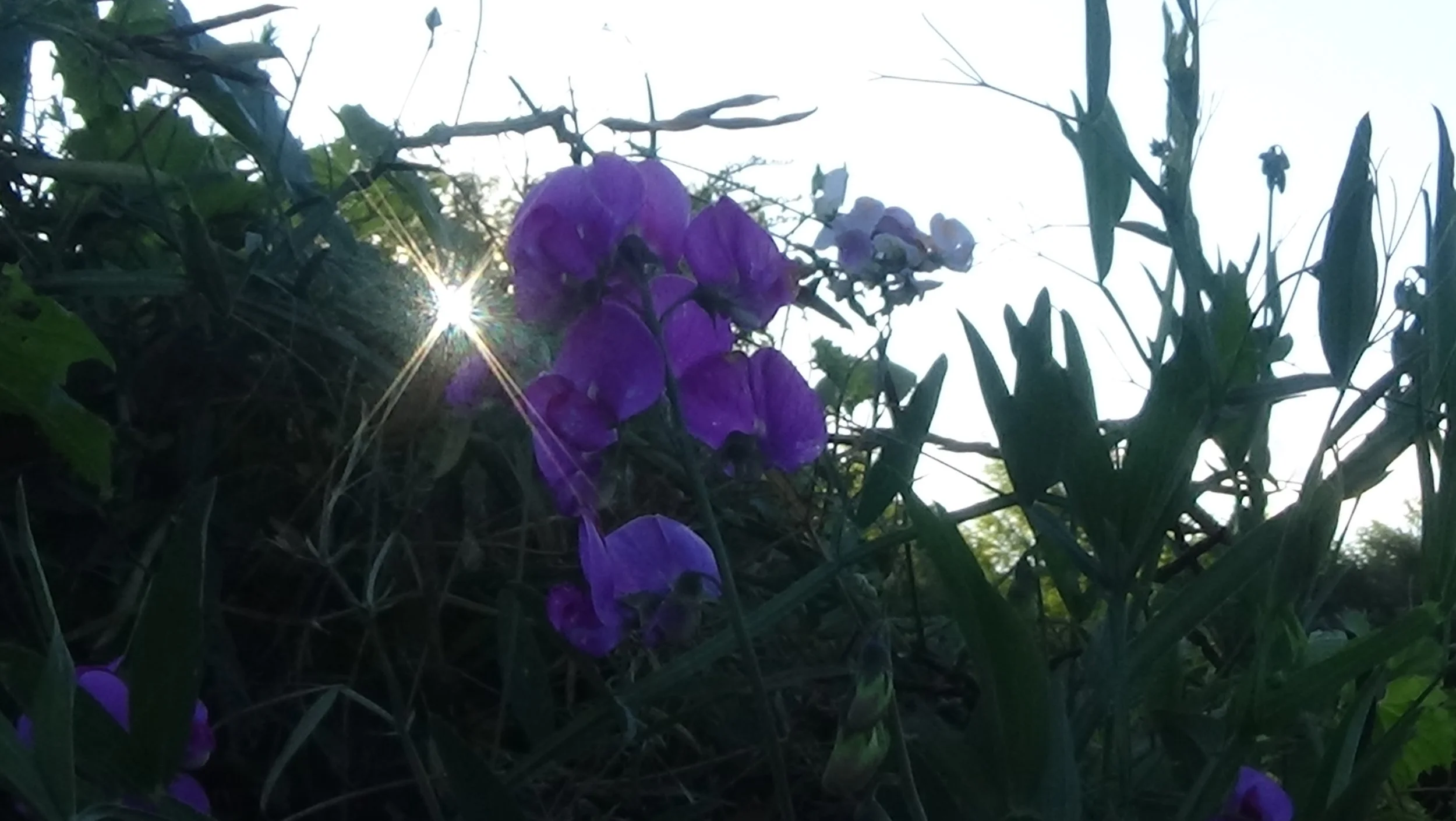 Purple flowers among green foliage with sunlight shining through.