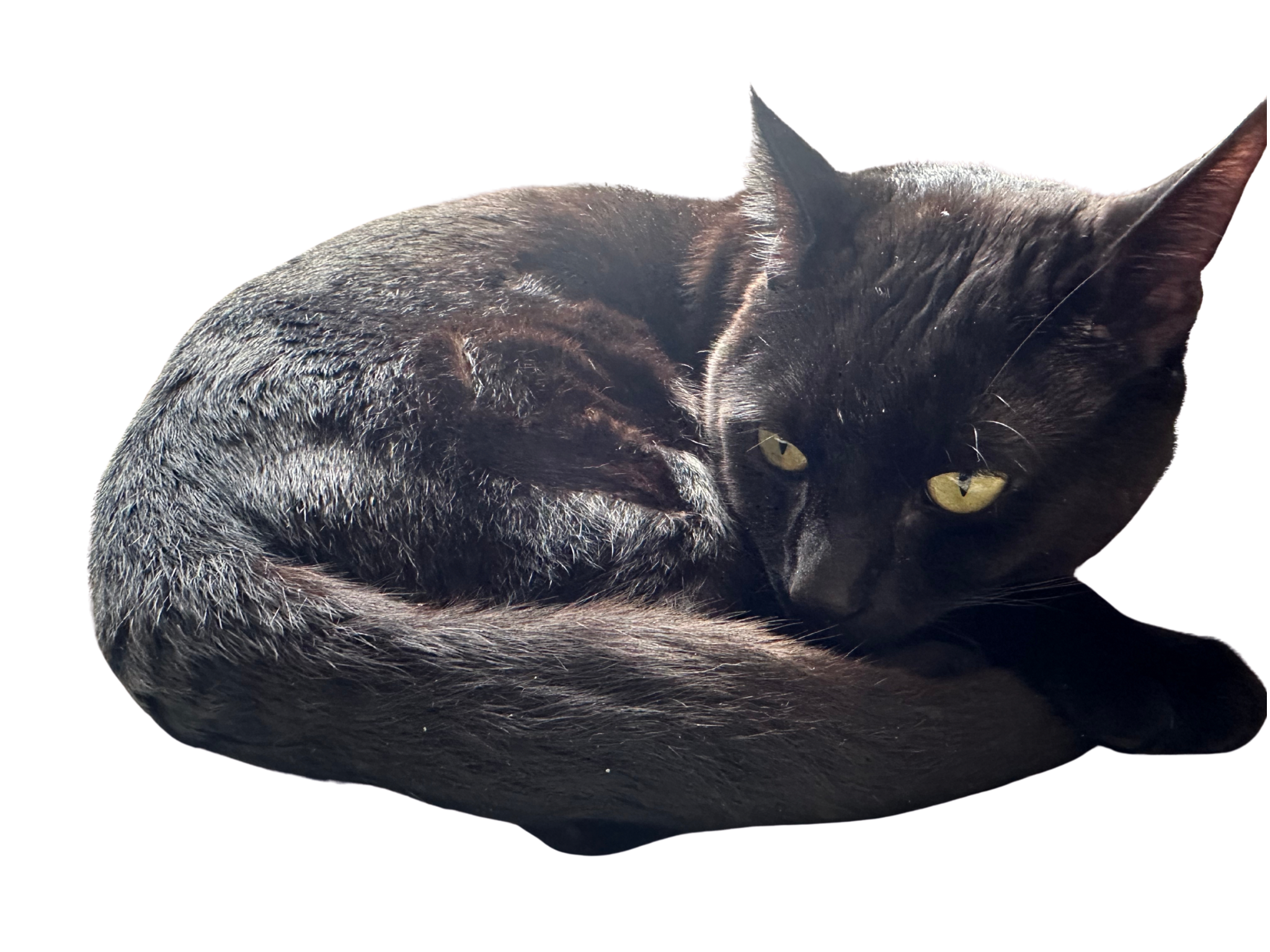 Close-up of a black cat curled up and sleeping with its head resting on its paws.