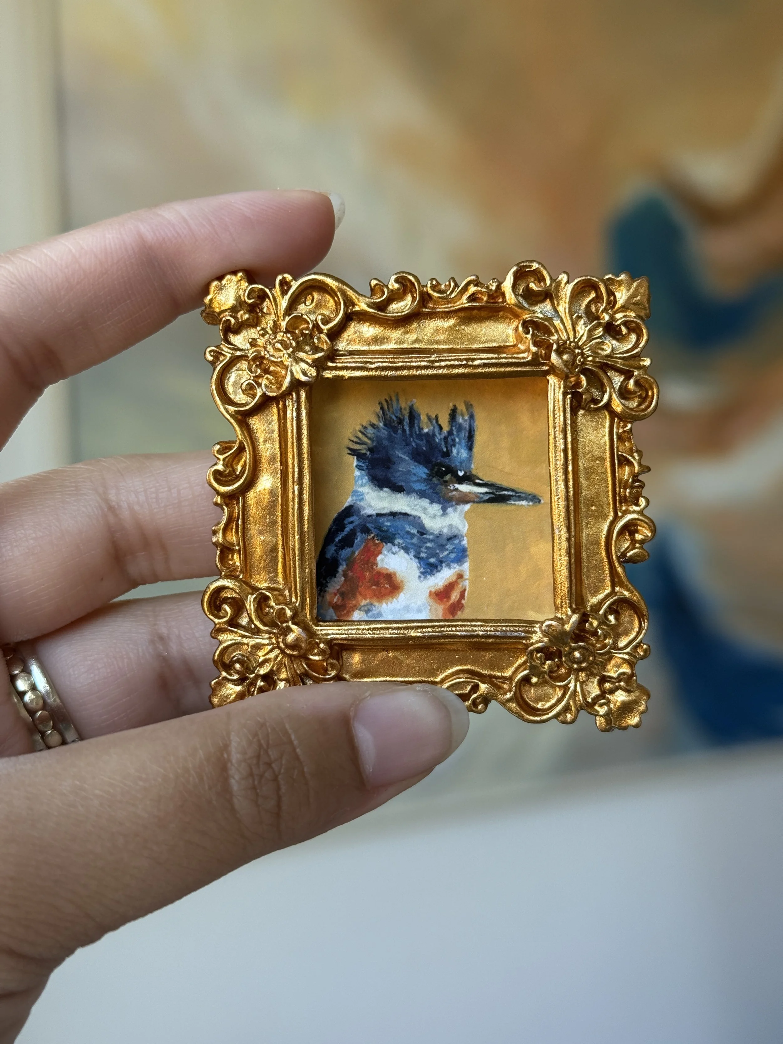 Belted Kingfisher Framed Print