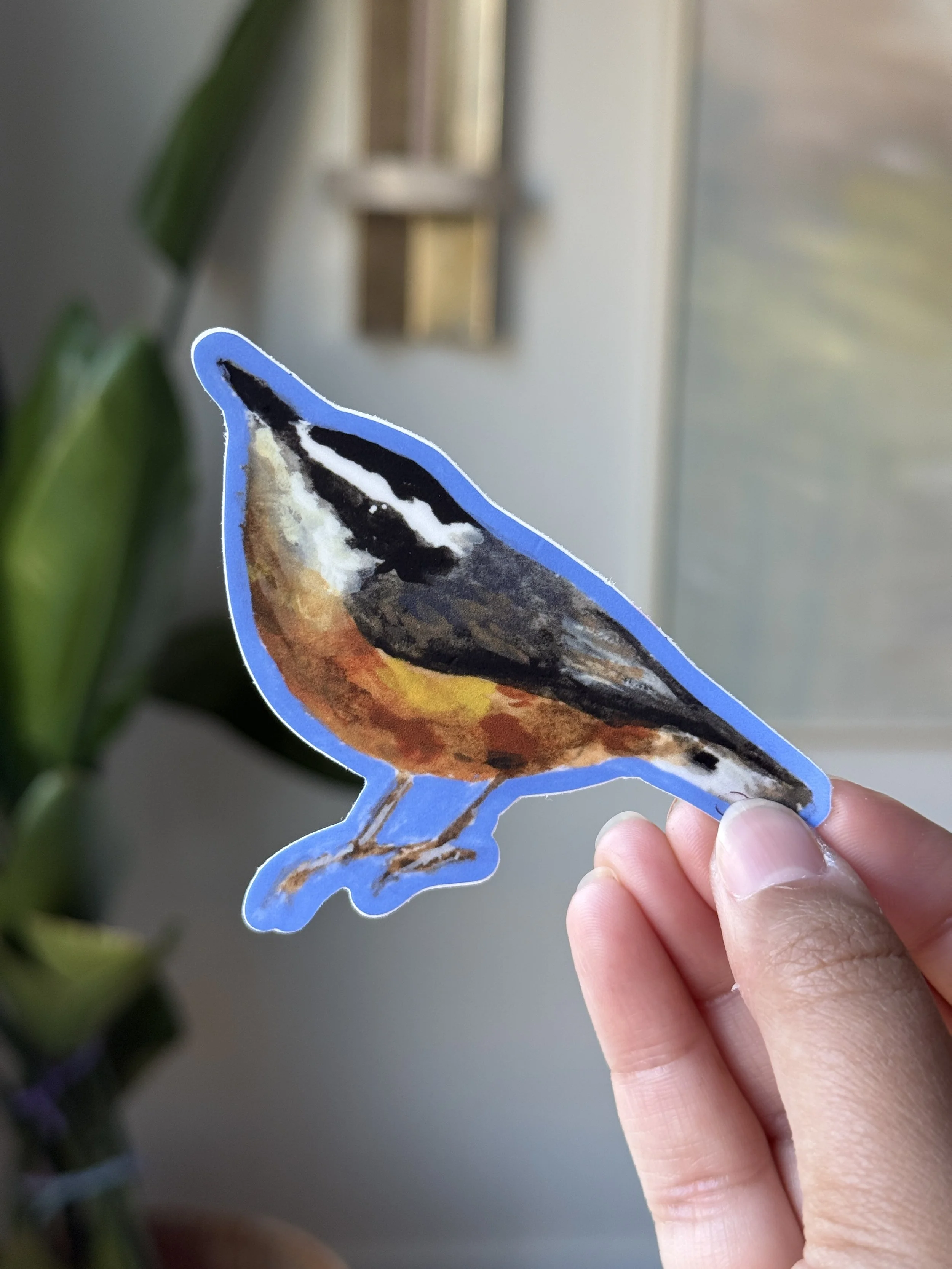 Nuthatch Sticker