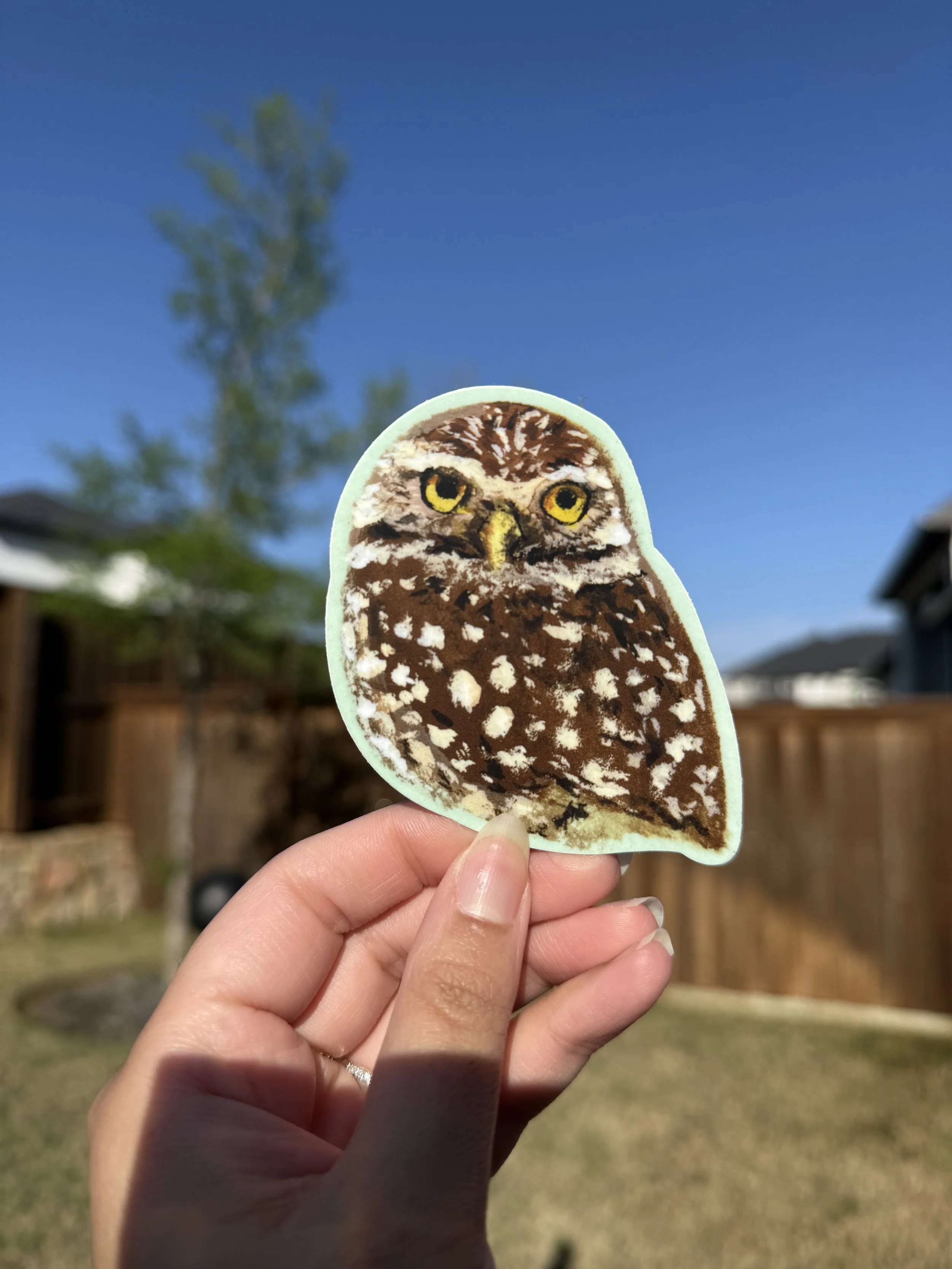 Burrowing Owl Sticker