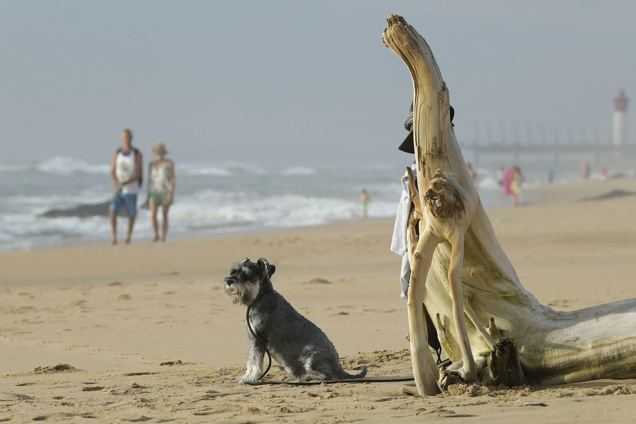 Cute picture of man's best friend waiting on beach while his human family is swimming