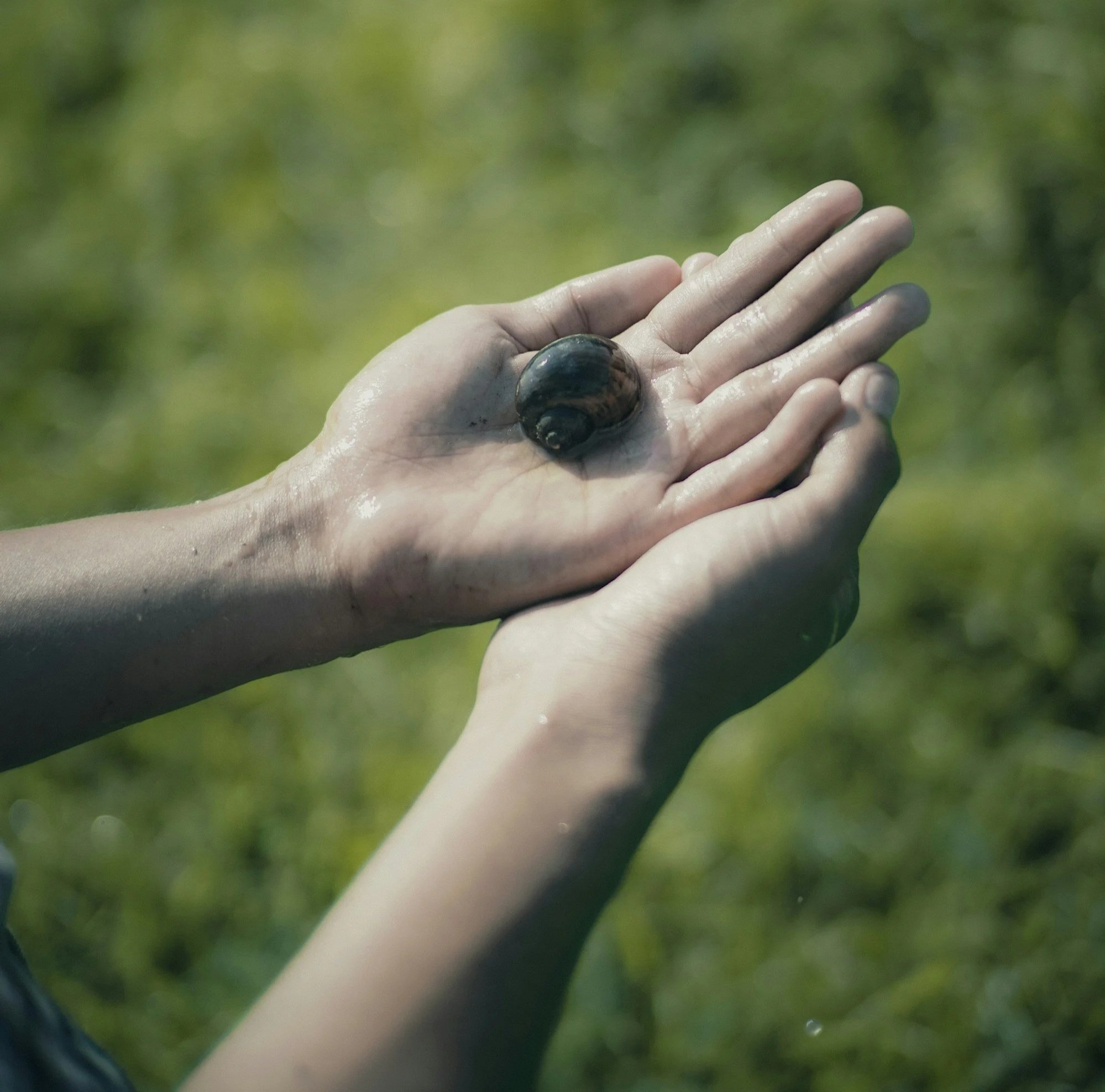 A person's hands cradling a smooth black pebble with a blurred foliage background.