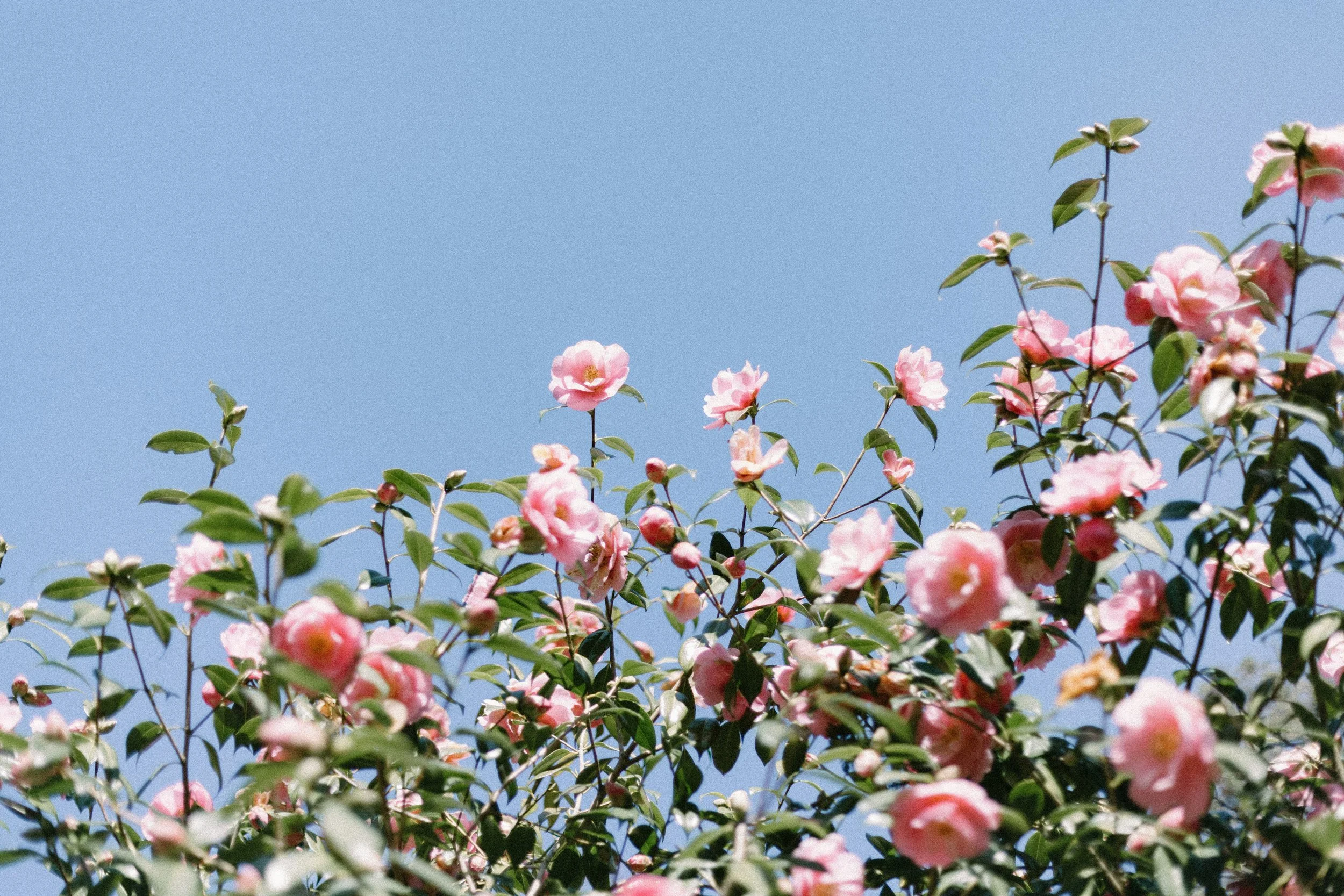 Riverland Rose and Garden Festival's
