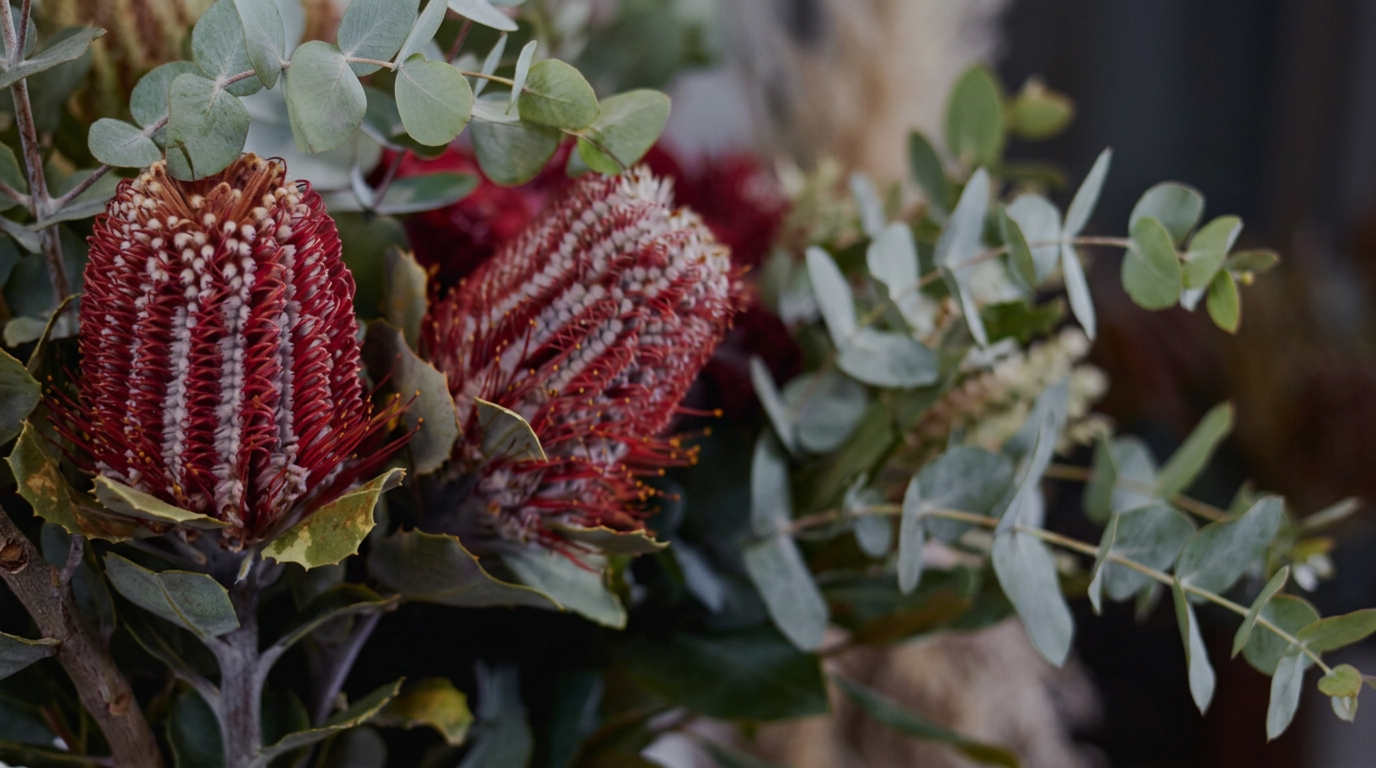 Close-up of red and white protea flowers with green eucalyptus leaves.