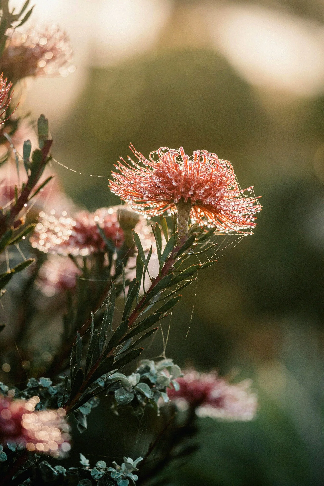 Close-up of a pink flower with dewdrops and spider webs, illuminated by sunlight, with blurred greenery in the background.