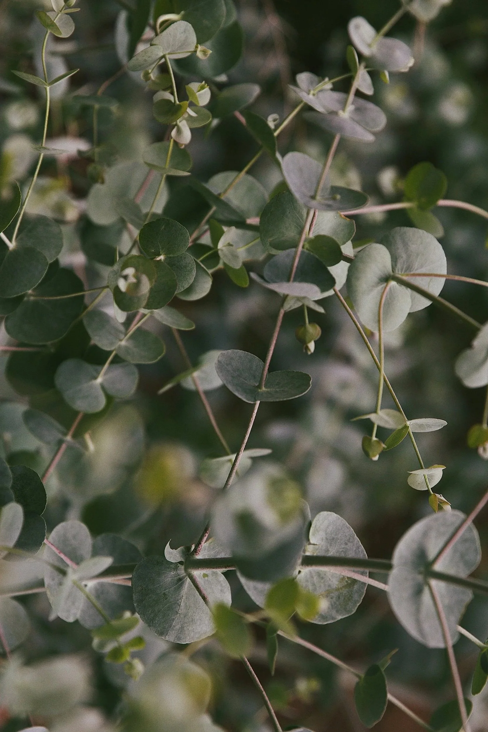 Close-up of green eucalyptus leaves with small rounded shapes on thin stems.