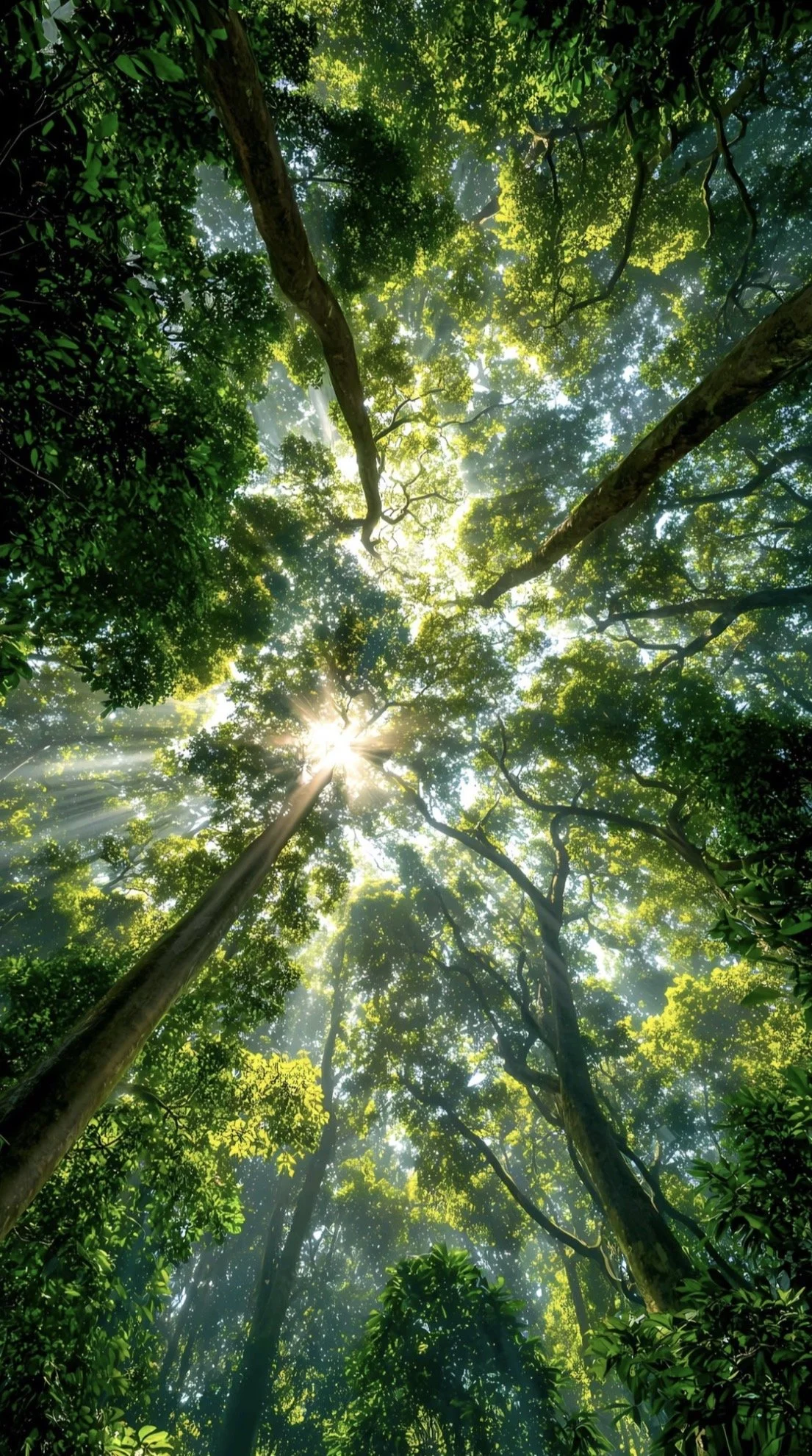 Looking up through the dense green canopy of a forest with sunlight streaming through the leaves.