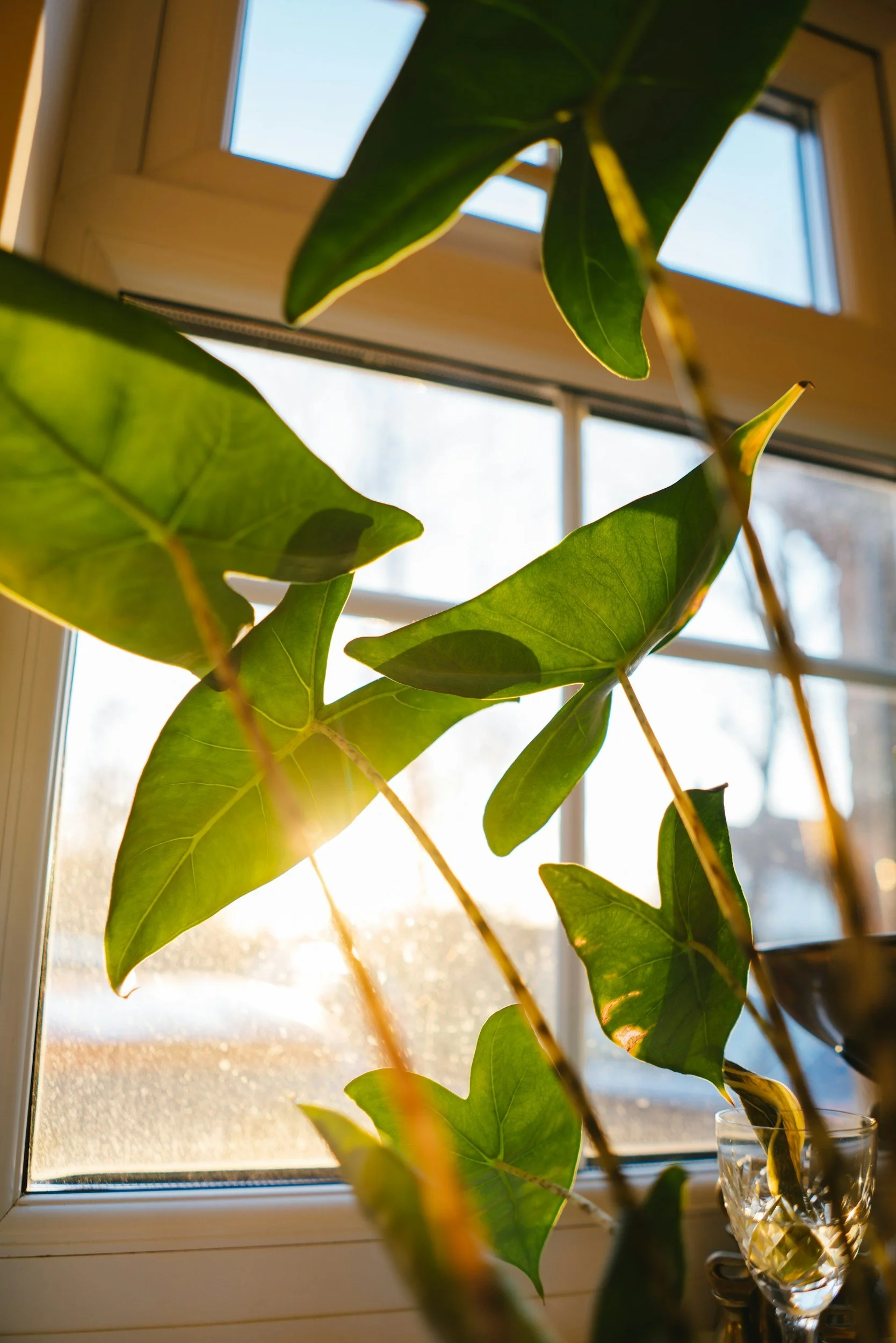 Close-up of green leaves from a houseplant, with sunlight coming through a window in the background.
