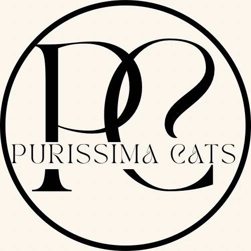 PURISSIMA PEDIGREE BURMESE &amp; BRITISH SHORTHAIR