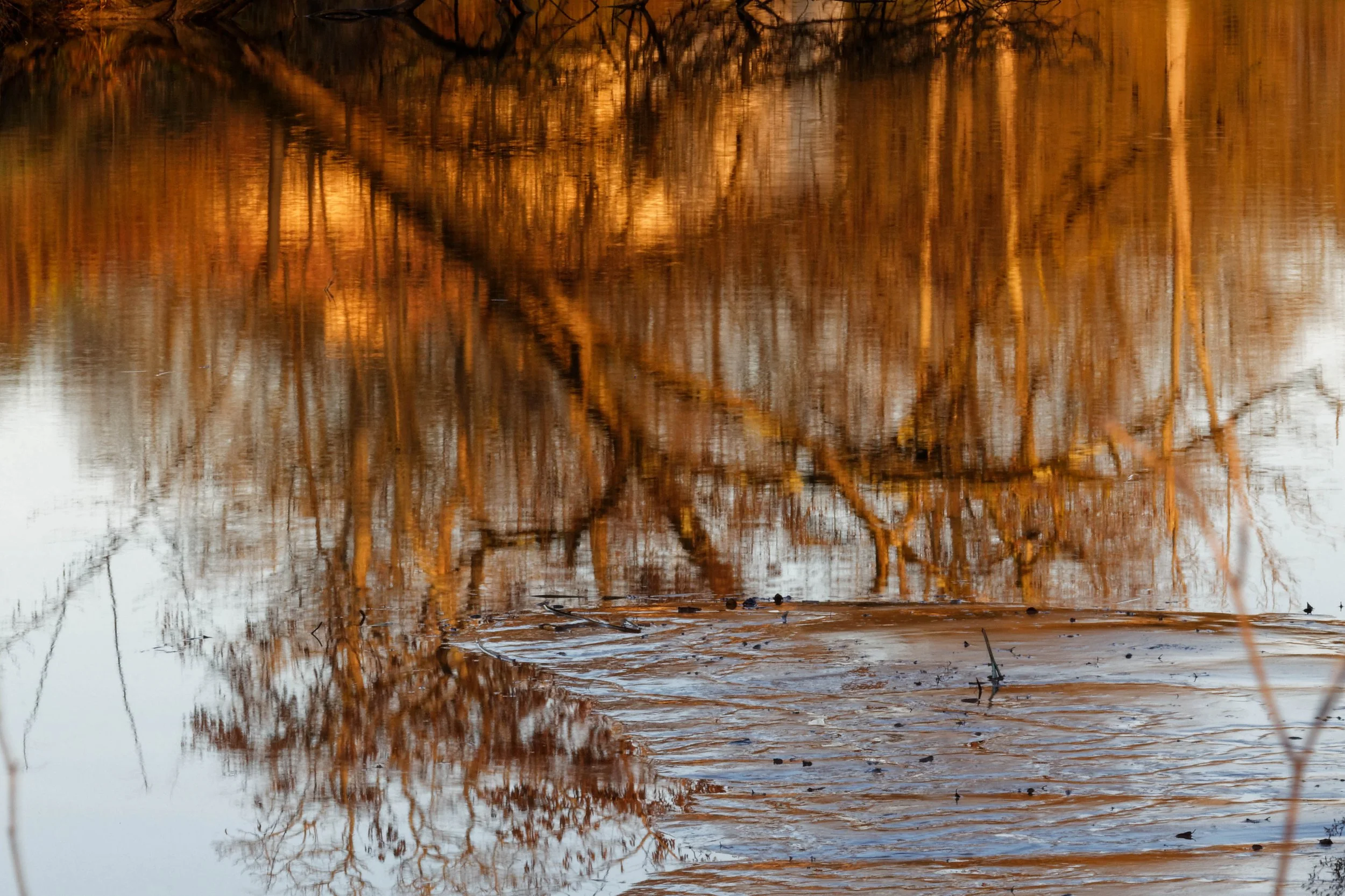 Reflets d'arbres et de branches dans une étendue d'eau calmes à l'automne.