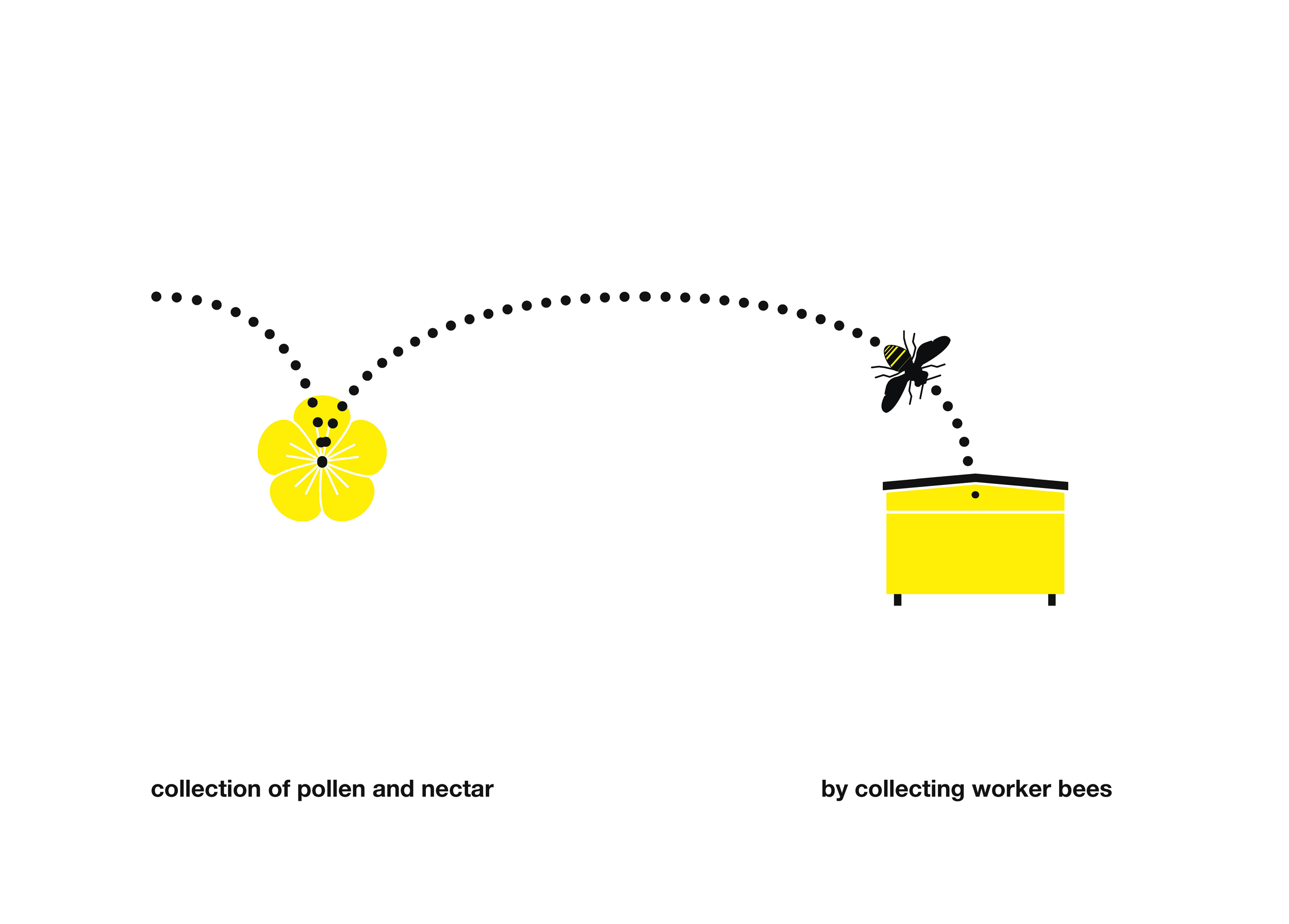 Bee Booklet