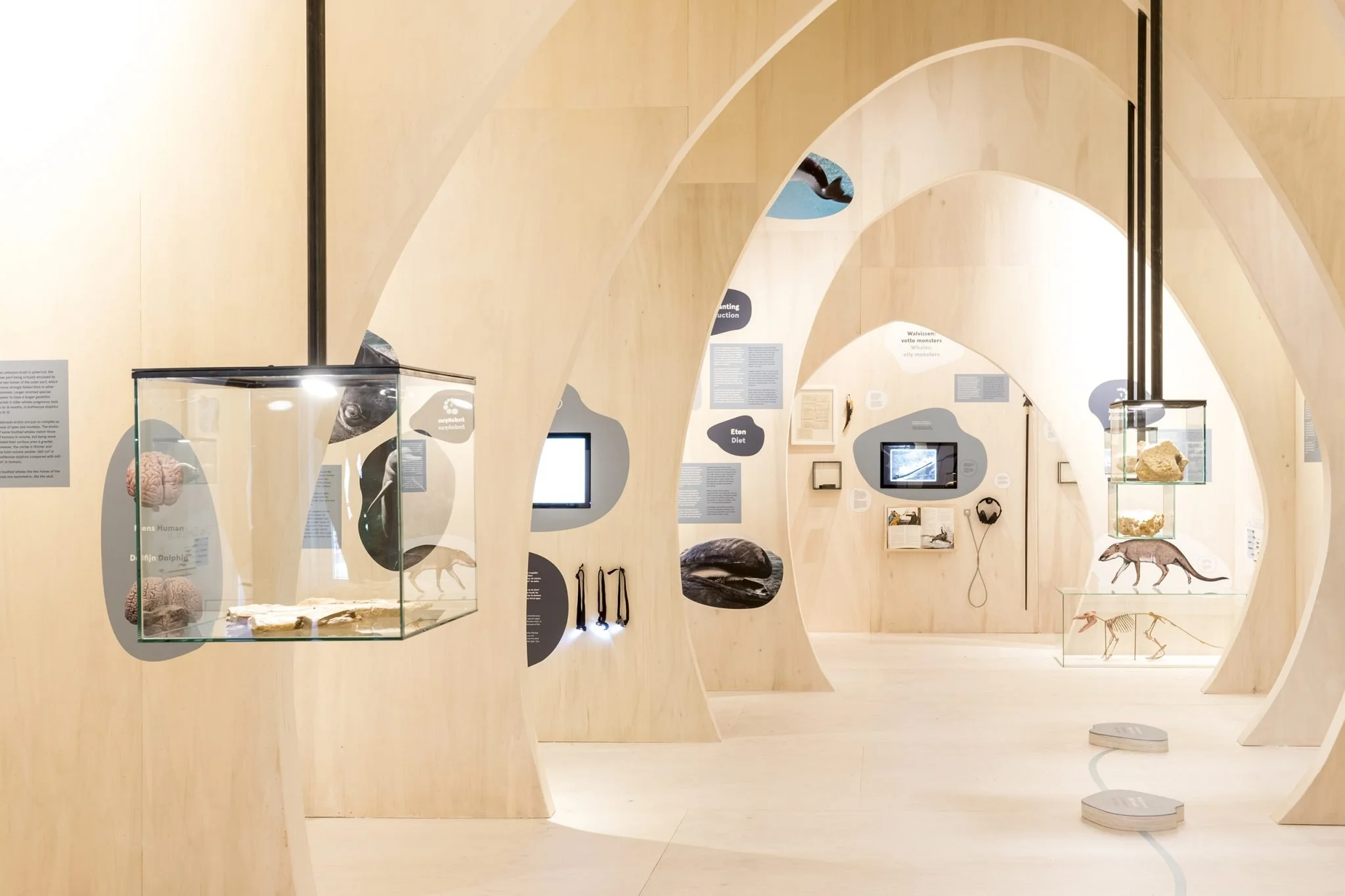 Whale: Locality Maastricht