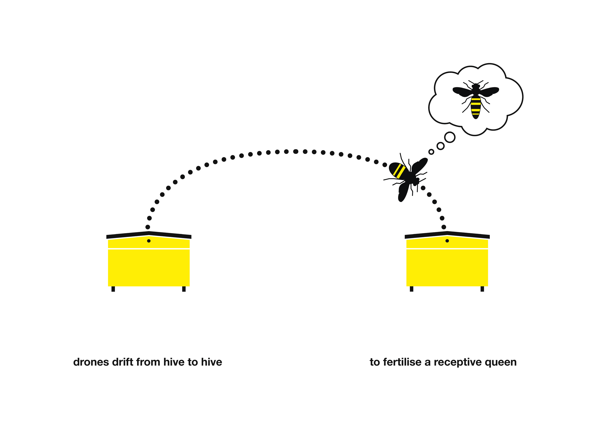 Bee Booklet