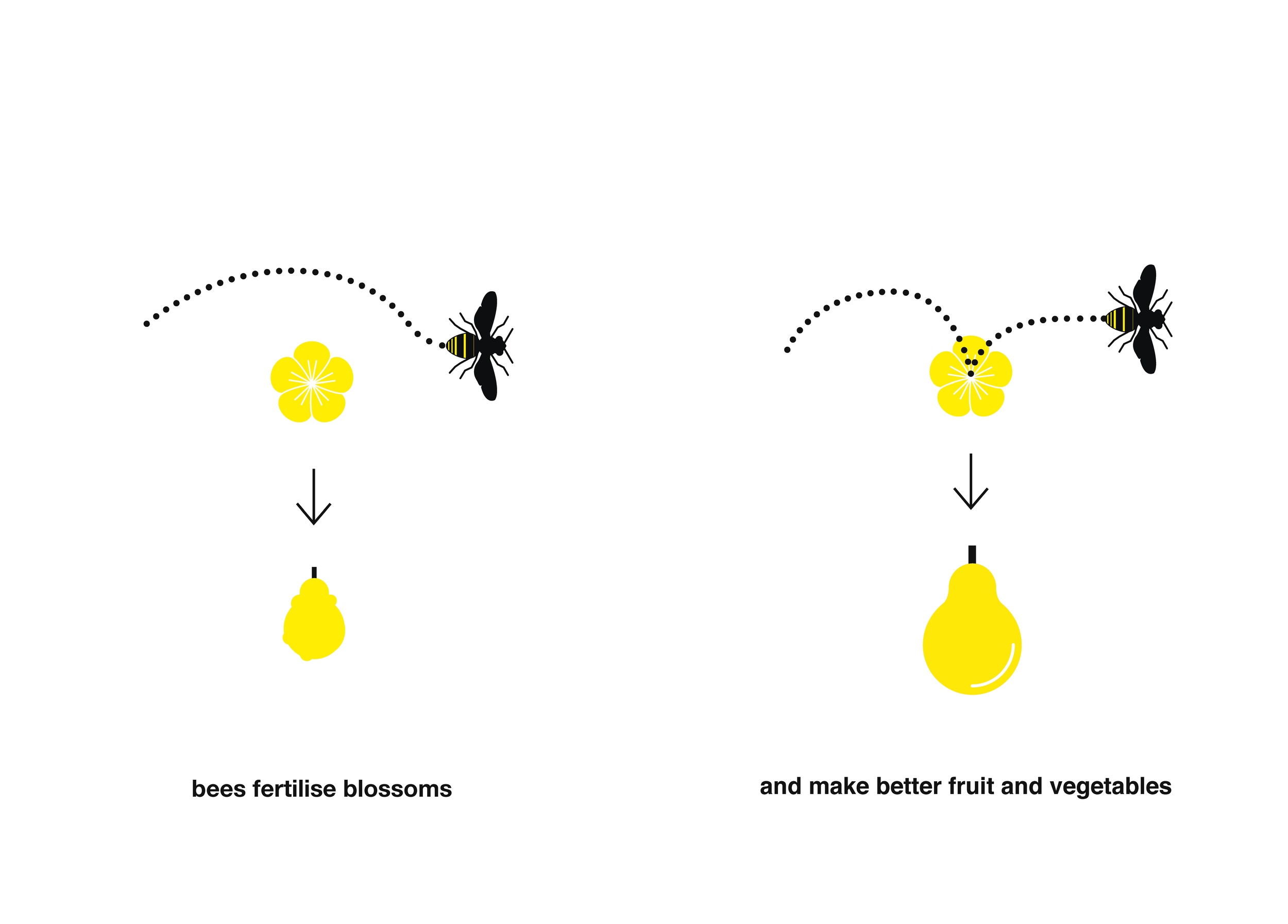 Bee Booklet