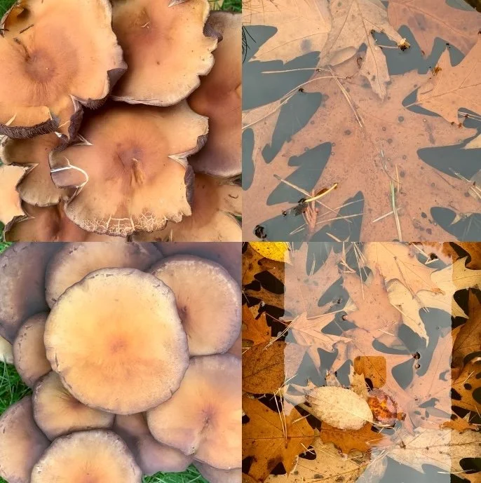 Inspiration from Nature | Léonce Lemmens