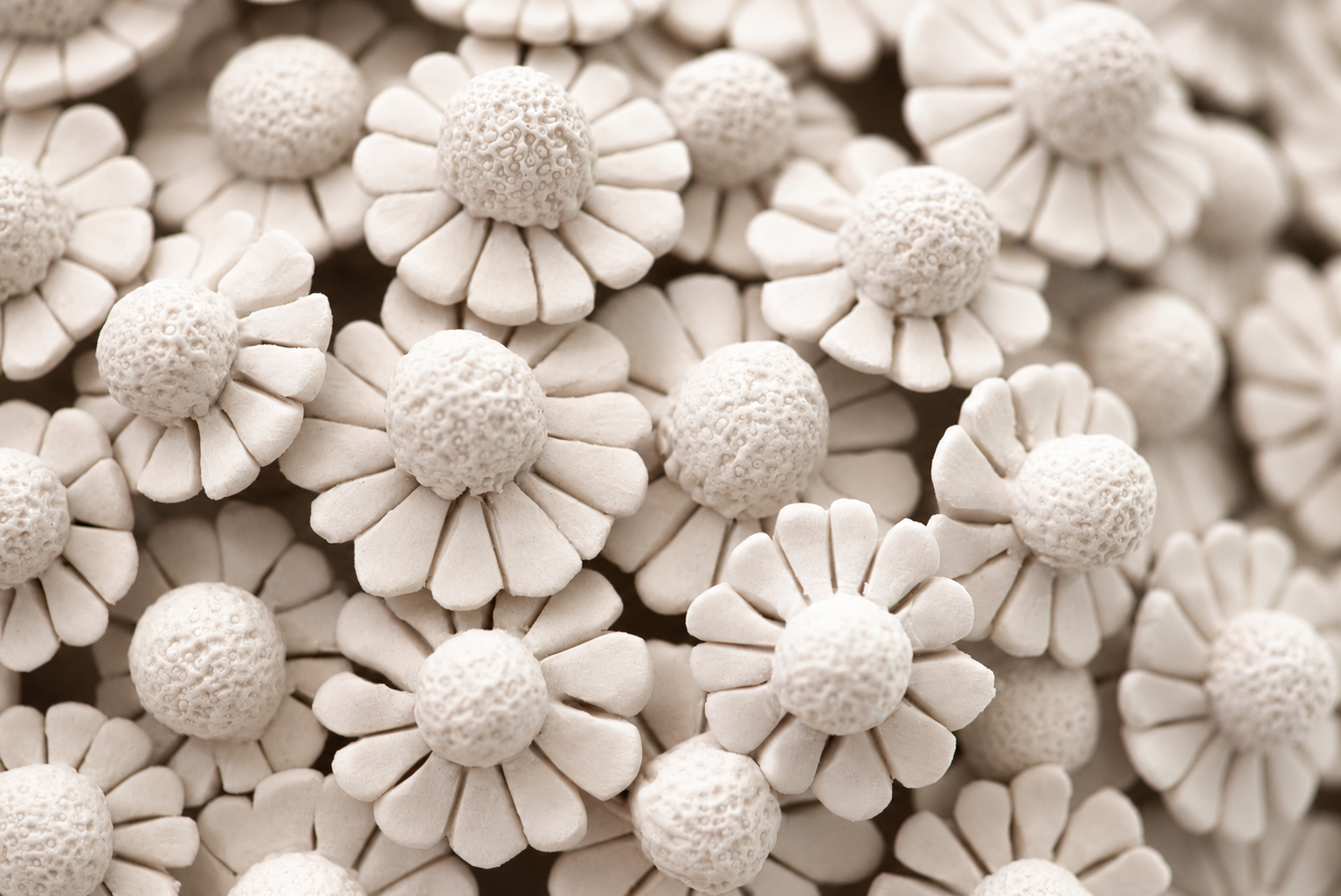 Close-up of decorative white flowers with textured centers and layered petals.