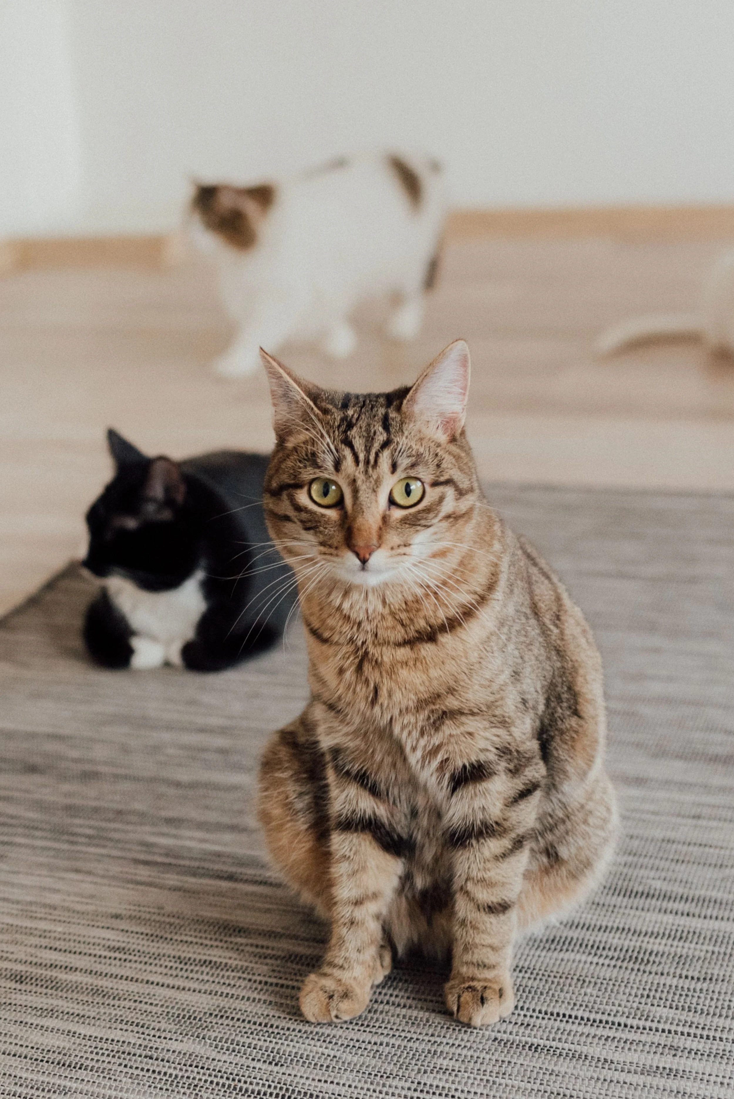 Cats sitting indoors
