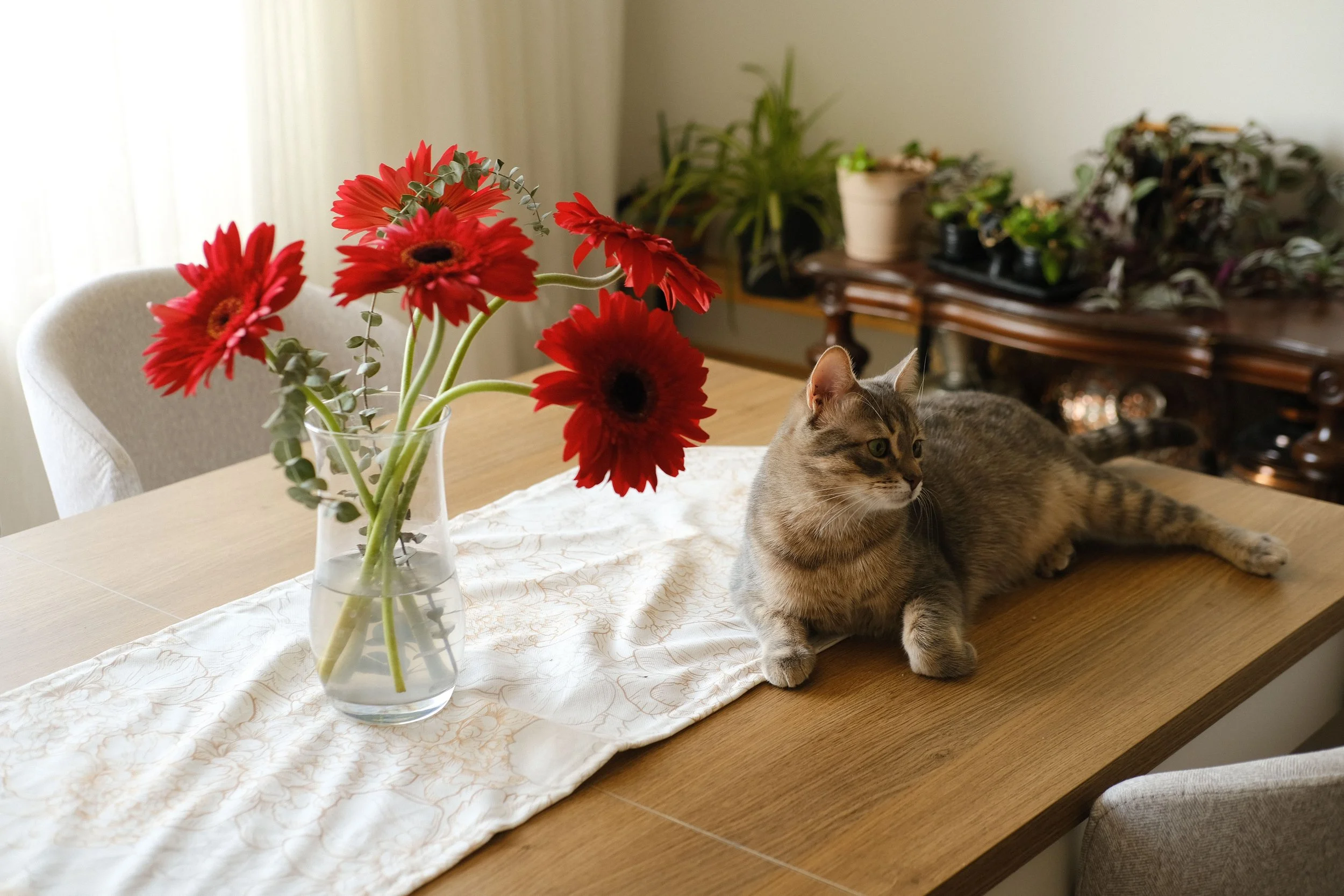 Pet Marketing Agency Malaysia: What Pet Brands and Vet Clinics Should Actually Look For