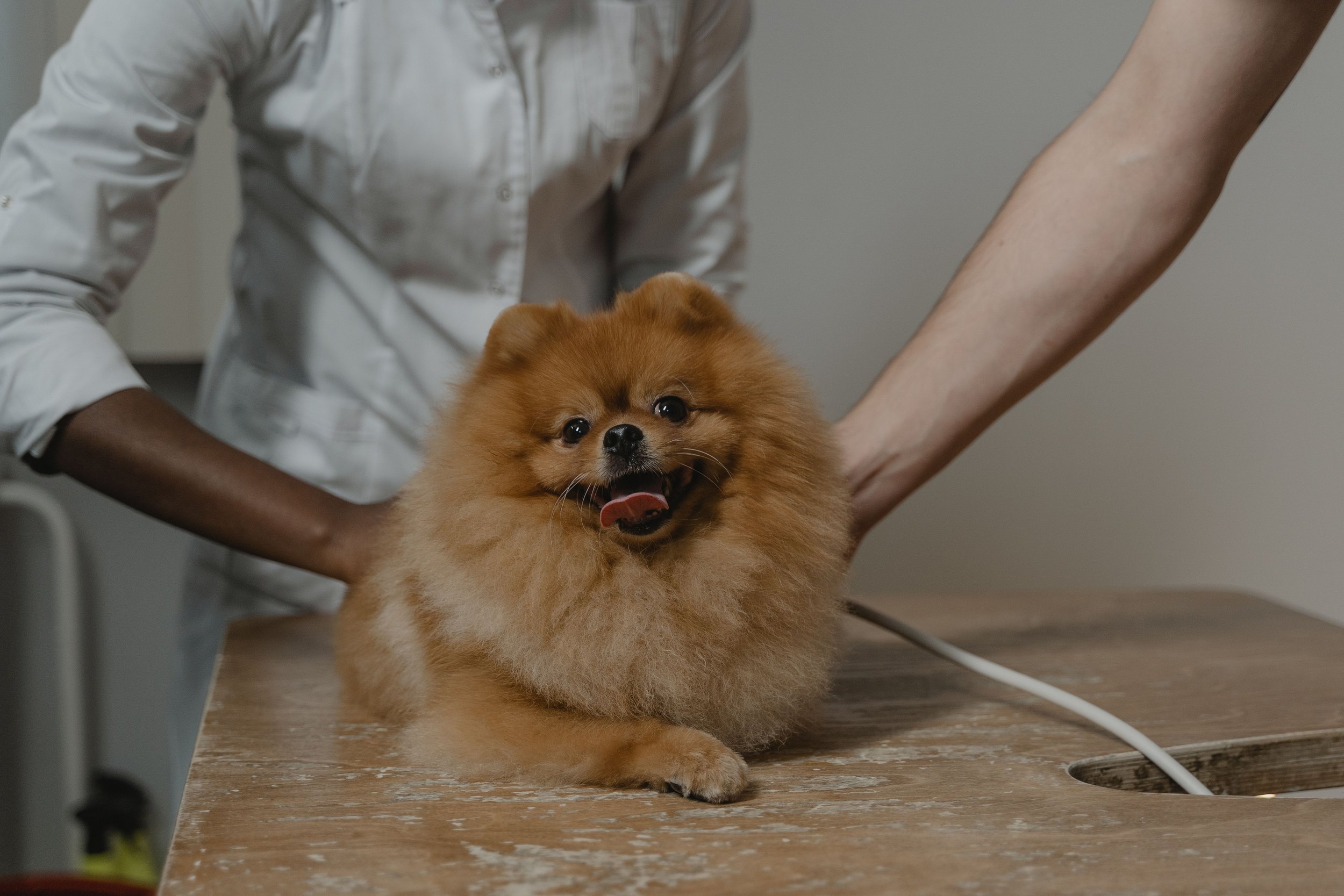 How Veterinary Clinics in Malaysia Can Get More Local Clients