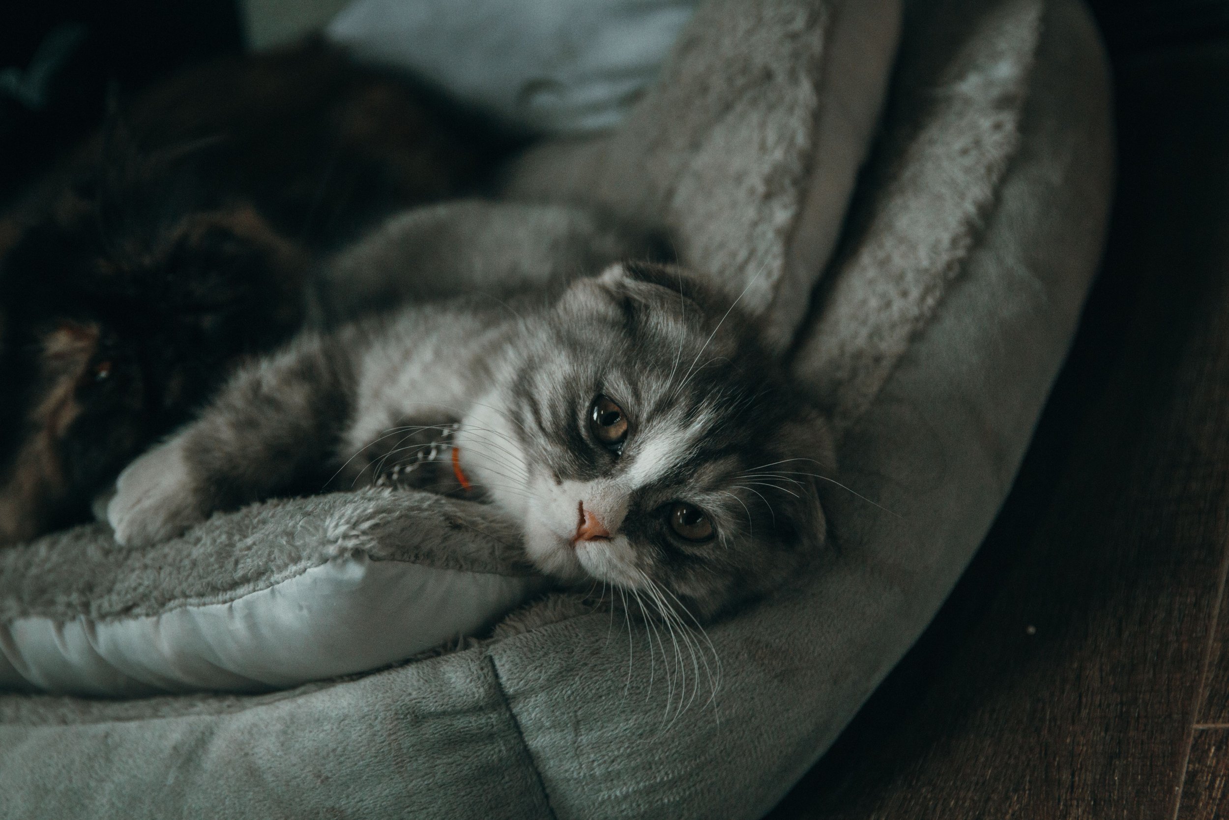 How Vet Clinics in Malaysia Can Improve Local Visibility on Google