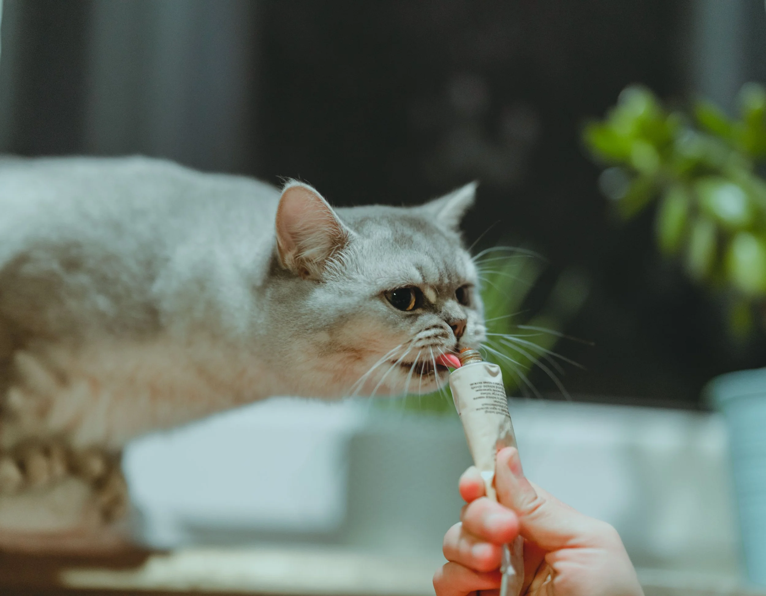 How to Explain Pet Supplement Ingredients Without Overpromising