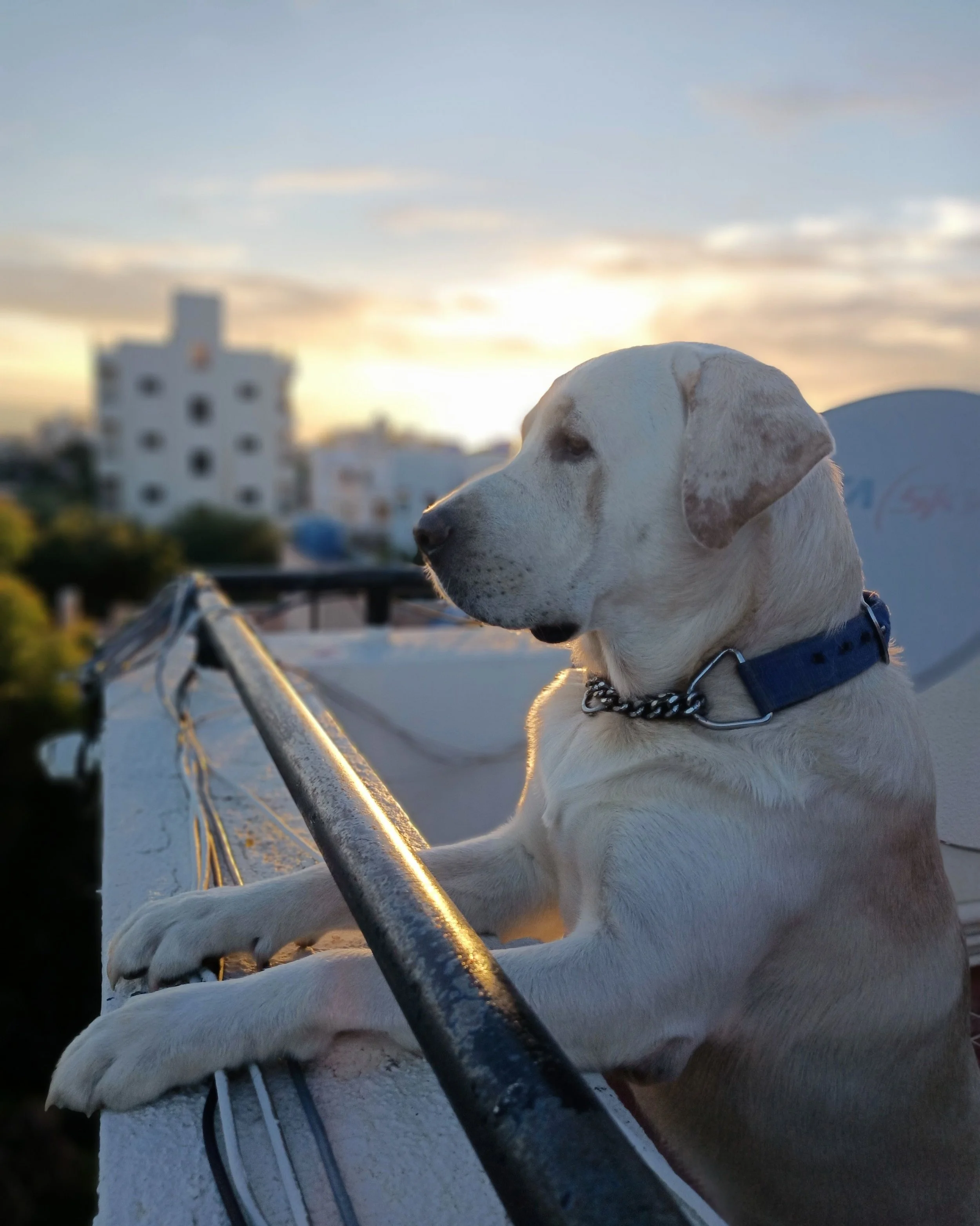 &nbsp;Do Veterinary Clinics Need a Blog? What to Write &amp; Skip