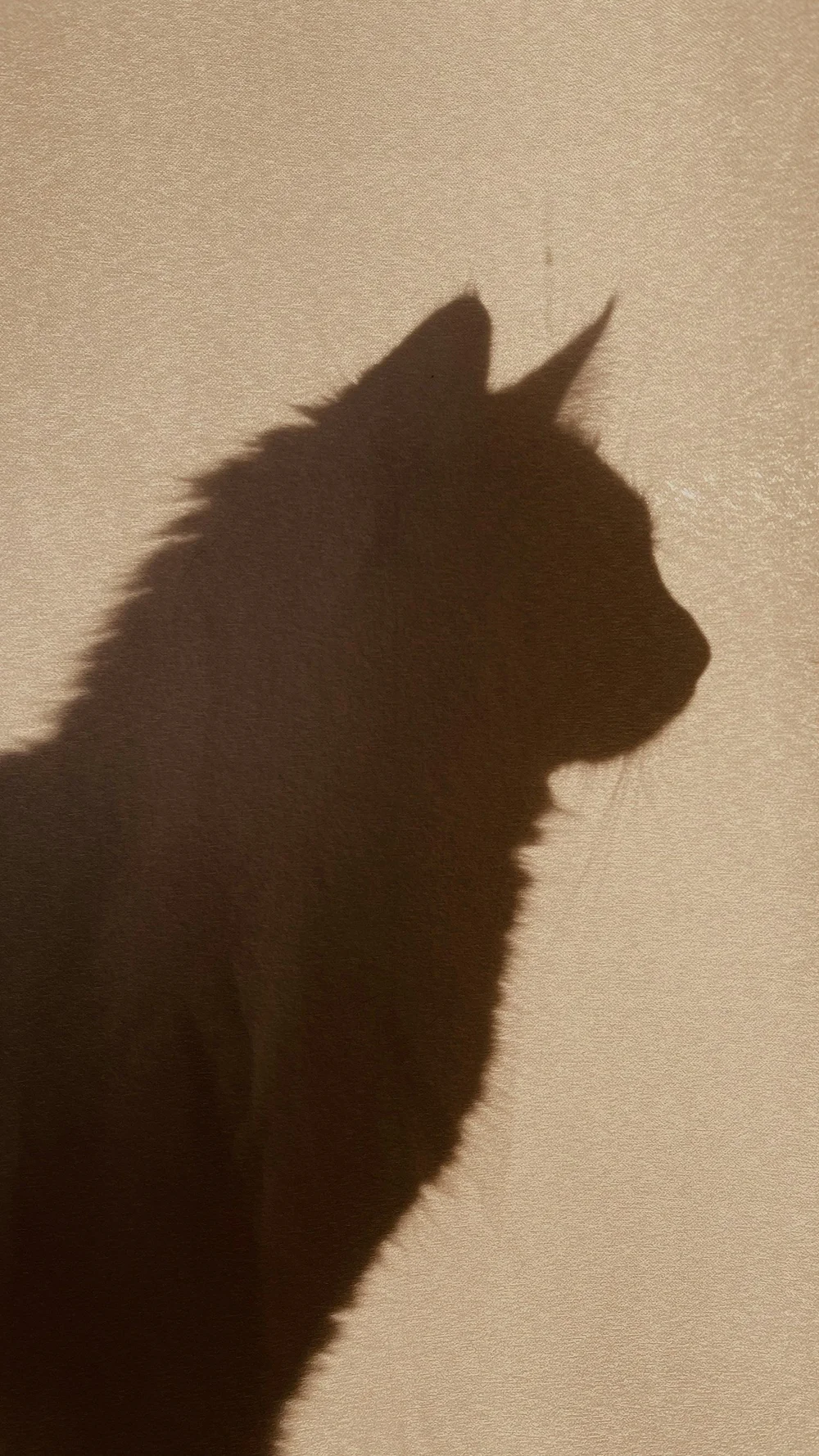 A cat’s silhouette cast in warm light on a textured curtain.
